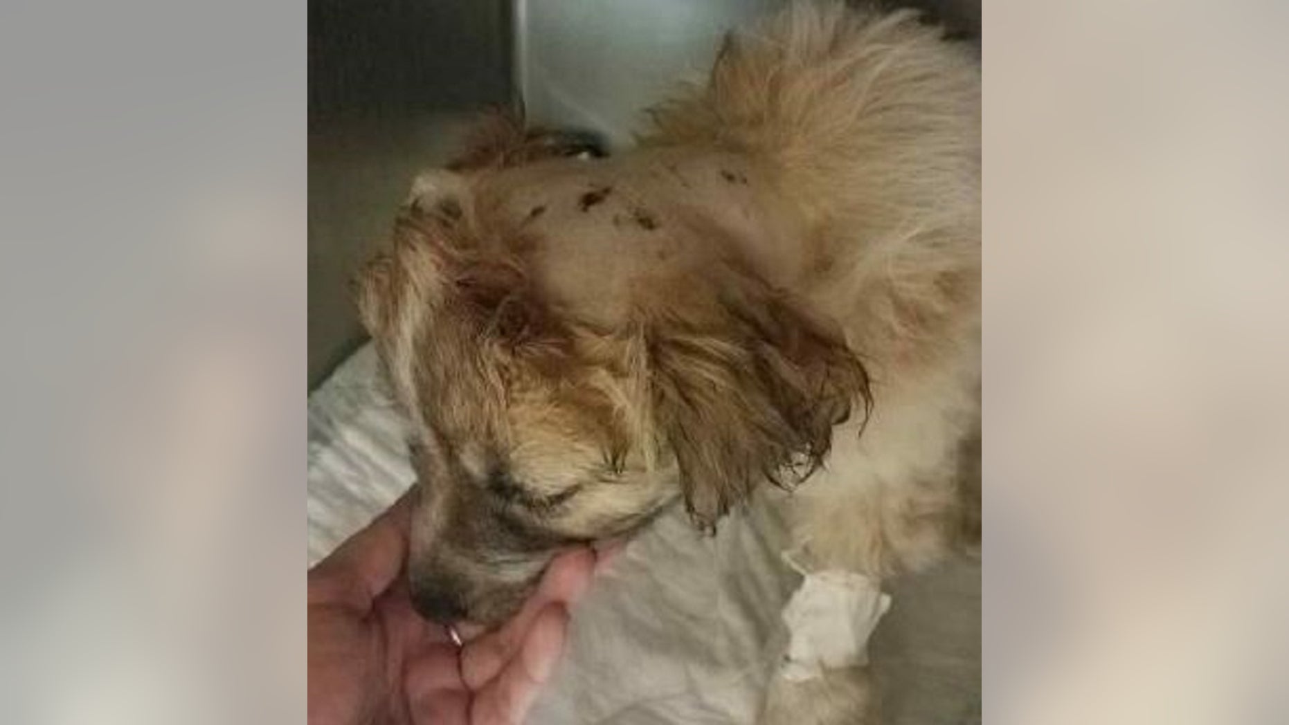 A puppy is recovering after being carried away by an owl and dropped on a golf course on Friday in Arizona.