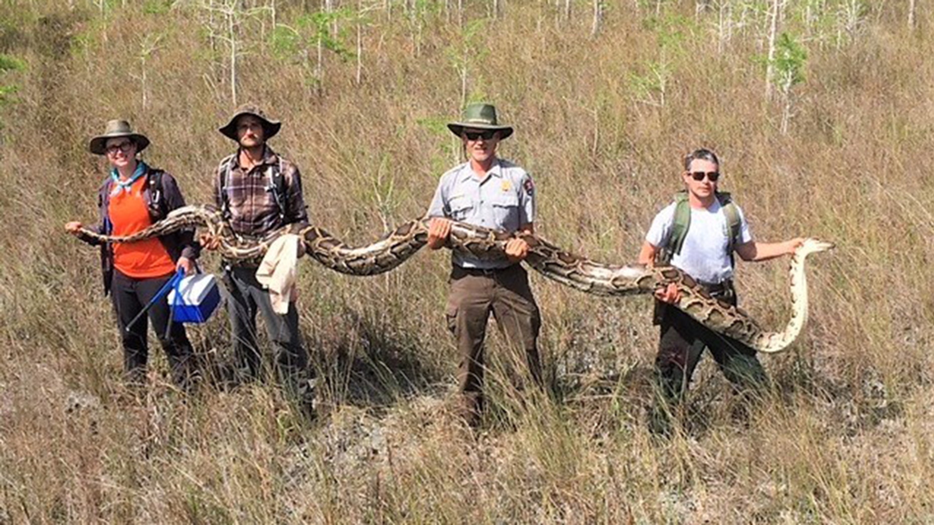 The record setting python isÂ held by a team of four hunters who captured the largest female snake at Big Cypress National Preserve.