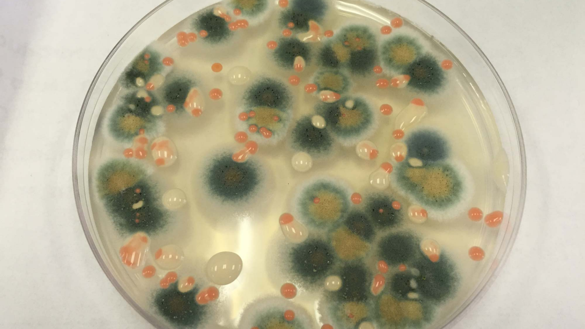An investigation of microbes and fungi taken from the space station reveals microorganisms similar to those found in busy public spaces on Earth.