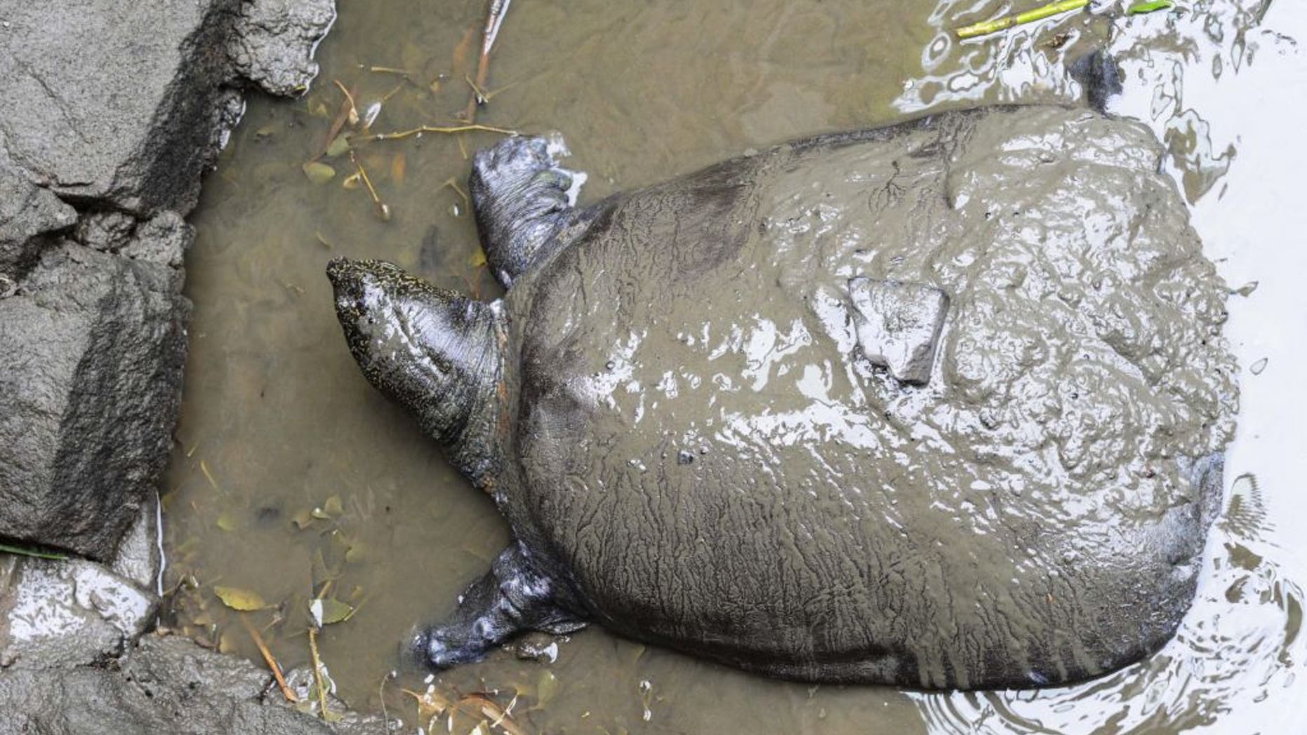 The world’s last known female Yangtze giant softshell turtle (seen here in 2015) died at China’s Suzhou Zoo this weekend, leaving only 3 individuals of the species left on Earth.