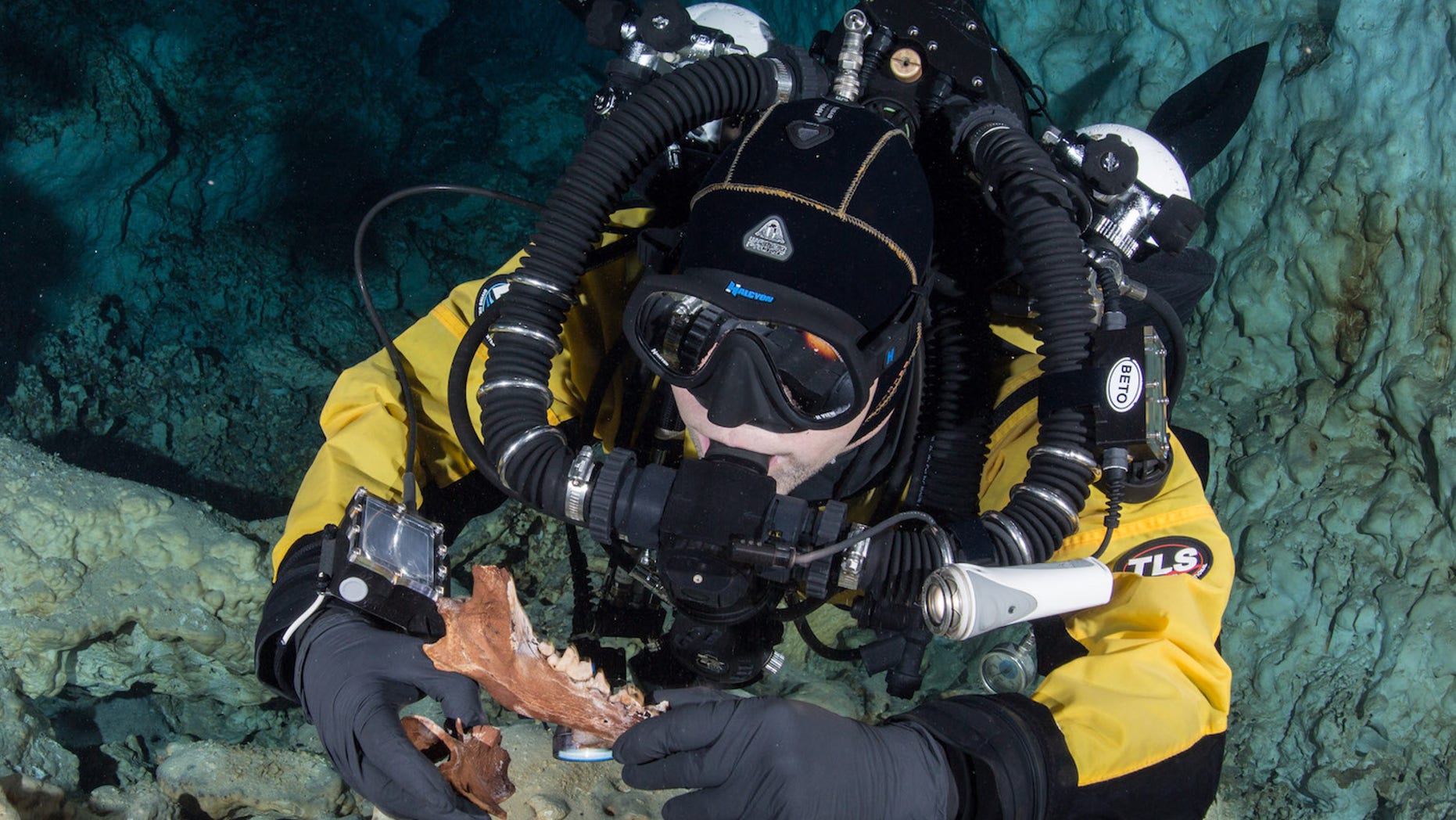 A diver shows the skull and vertebra of an extinct canid known as "Protocyon" found underwater in Yucatán, Mexico.