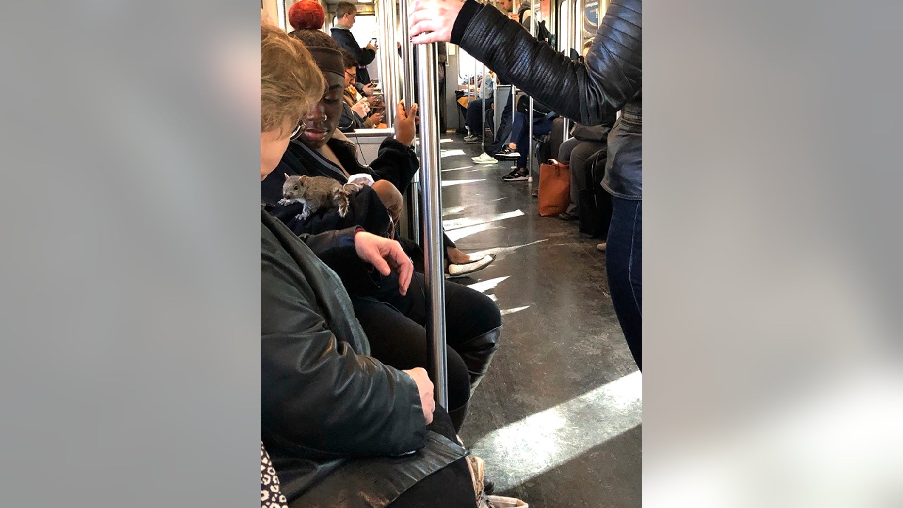 A squirrel is perched on the arm of a Red Line Massachusetts Bay Transportation Authority commuter trolley as the train passes through the Dorchester neighborhood of Boston. (Rosanne Foley via AP)