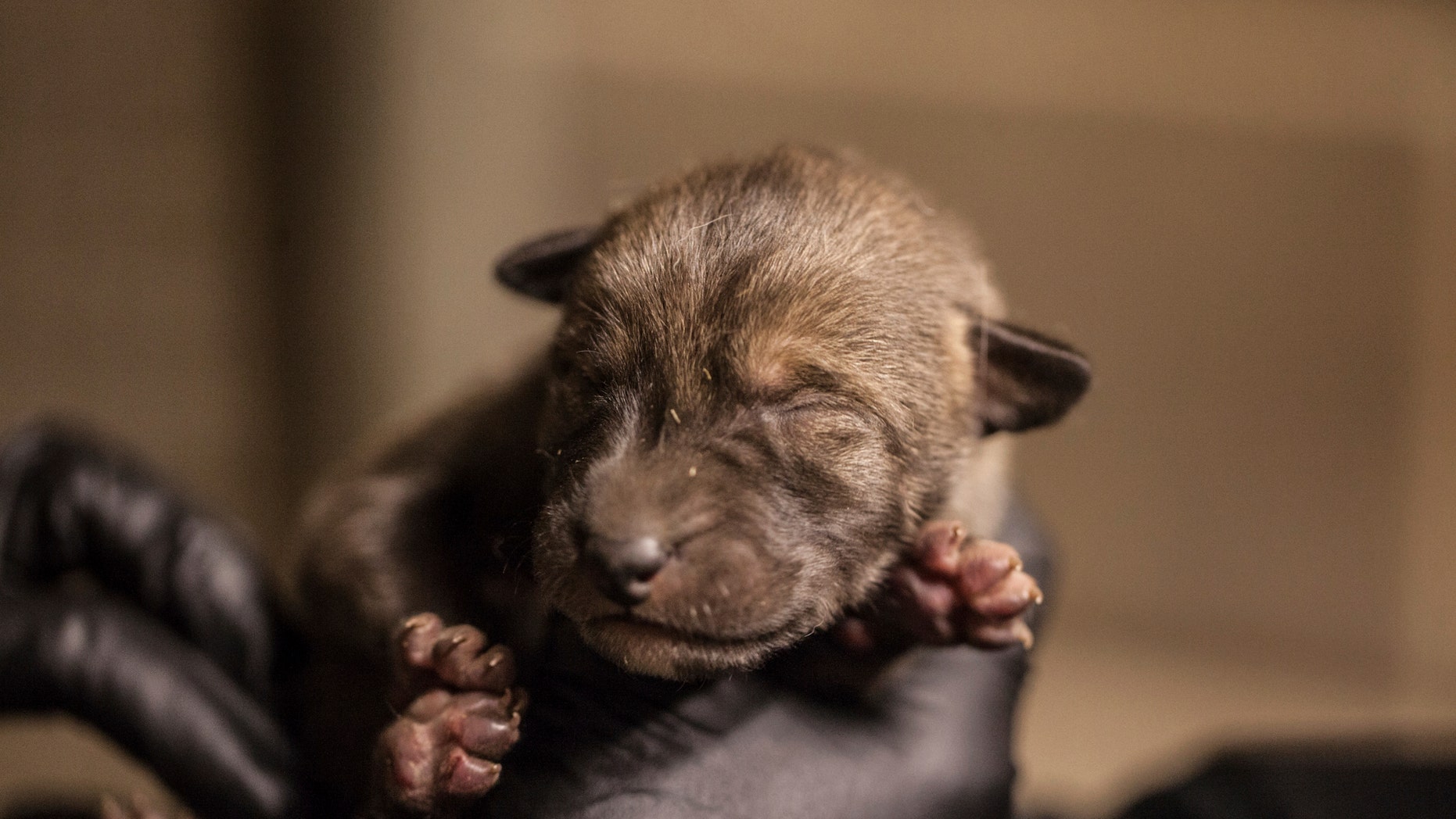 In this April 15, 2019 photo provided by the Lincoln Park Zoo, a zoo employee holds one of four red wolf pups born at the Chicago, Ill., zoo on April 13. Curator Dan Boehm says the arrival of the pups come at a time when scientists estimate there are fewer than 30 red wolves left in their native habitat of North Carolina. The wolves, named for their red-tinged fur, have over the years been driven to the brink of extinction by hunting and the zoo is taking part with other zoos in a Red Wolf Species Survival plan to increase the red wolf population. They are the first new litter or red wolf pups at the zoo in nearly a decade. (Christopher Bijalba/Lincoln Park Zoo via AP)