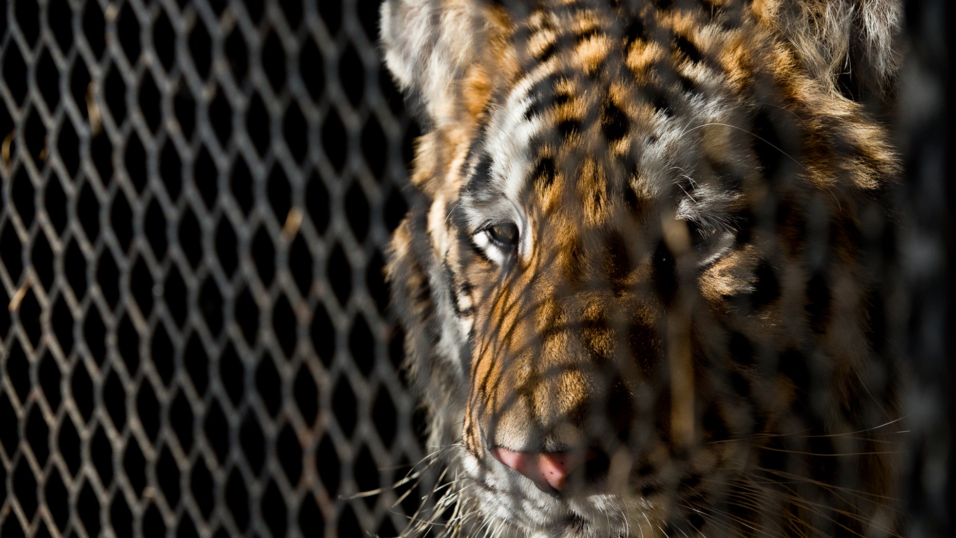 FILE - In this Feb. 12, 2019, file photo, a tiger that was found in a Southeast Houston residence awaits transport to a rescue facility at the BARC Animal Shelter and Adoptions building in Houston. The ex-owner of a tiger rescued from a filthy cage in an abandoned house in Houston has been charged with animal cruelty. Houston police, Wednesday, May 15, 2019, arrested 24-year-old Brittany Garza on the misdemeanor count involving a non-livestock animal. (Godofredo A. Vasquez/Houston Chronicle via AP, File)
