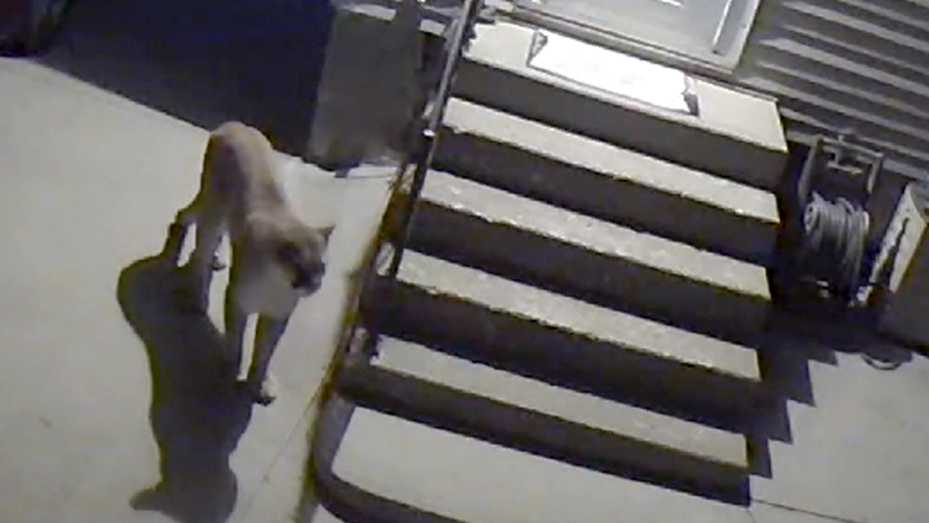 In this undated image from video provided by the Des Moines Police Department a mountain lion is seen near downtown Des Moines. Iowa wildlife officials have confirmed the sighting of the mountain lion near downtown Des Moines. Police said Thursday morning, May 9, 2019, that they're poring over video from the area near Interstate 235 and 31st Street. Police say they're working with the Iowa Natural Resources Department, the Animal Rescue League and Blank Park Zoo to safely resolve the situation. (Des Moines Police Department via AP)