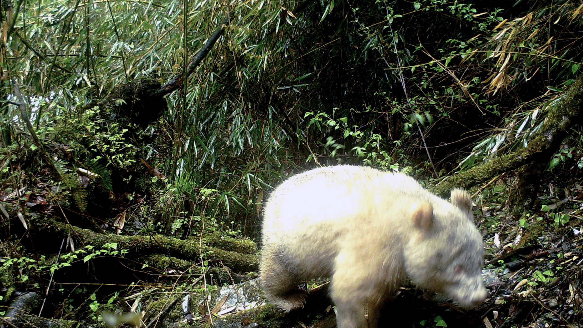 In this April 20, 2019, photo released by Wolong National Nature Reserve, an all white giant panda is captured by an infra-red triggered remote camera at the Wolong Nature Reserve in southwest China's Sichuan province. (Wolong National Nature Reserve via AP)