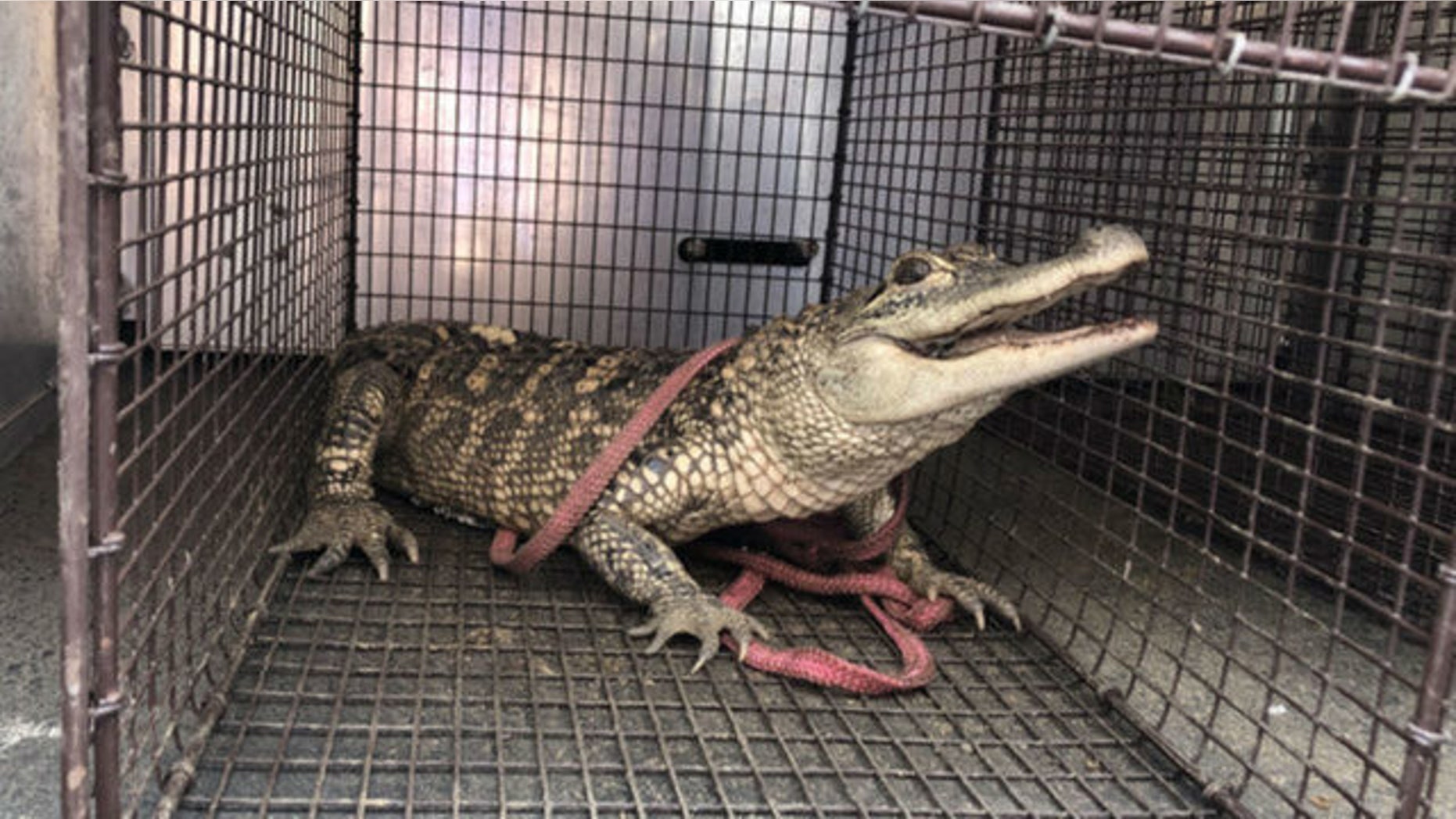 A gator was captured after it was seen at a park in Pittsburgh, Pennsylvania.