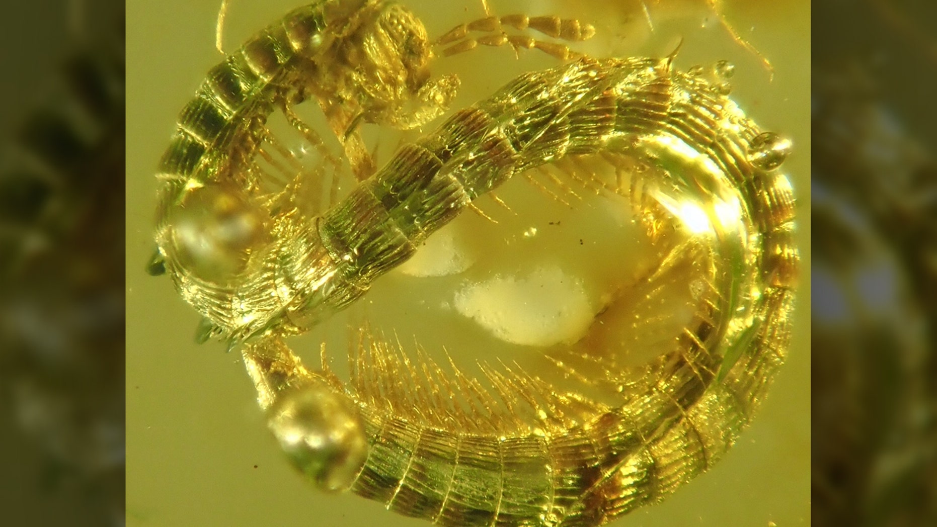 The newly described millipede (<i>Burmanopetalum inexpectatum</i>) seen in amber.