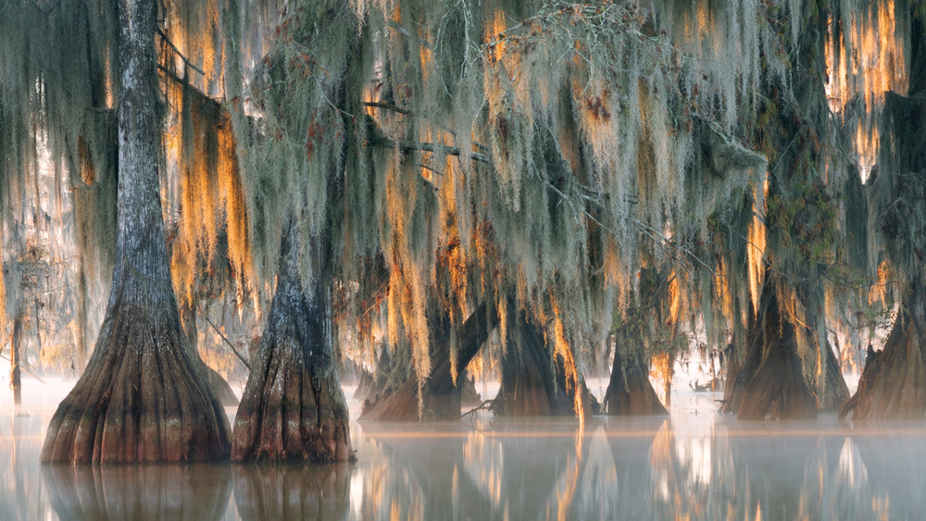 Researchers Document the Oldest Known Trees in Eastern North America
