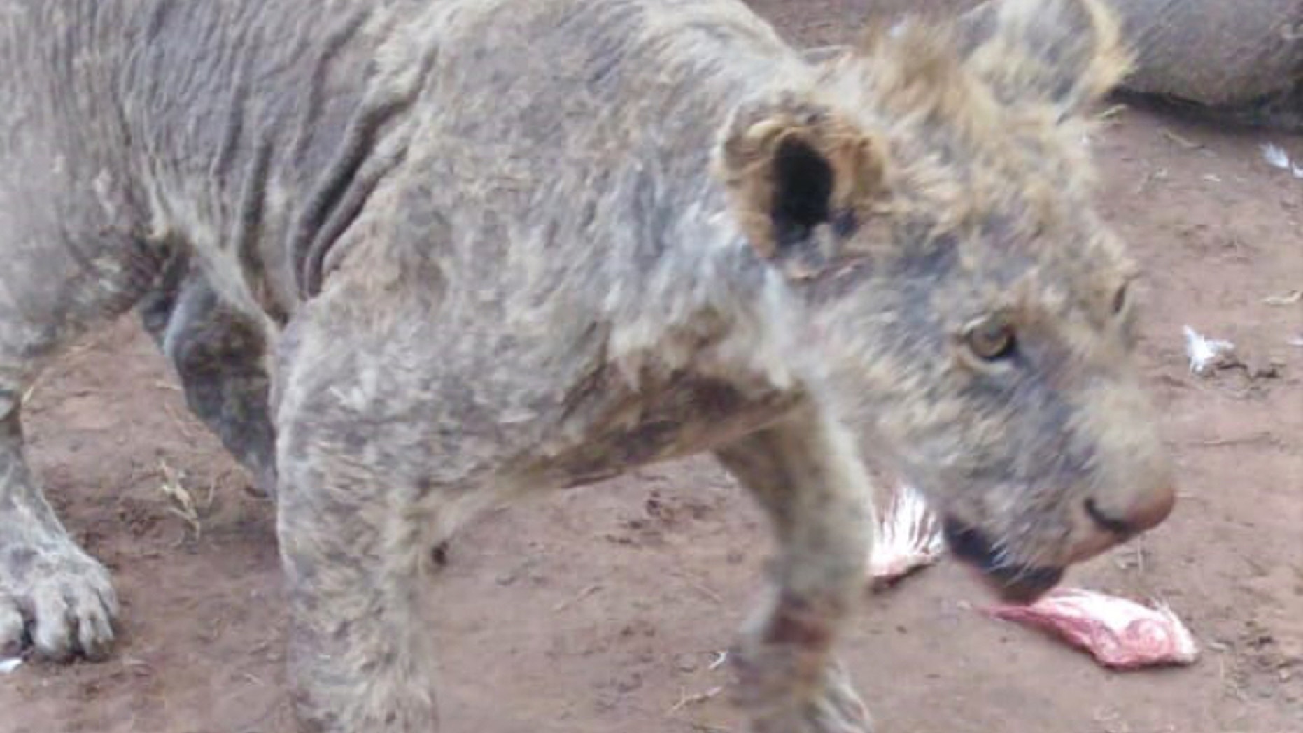 Neglected lions with mange and other illnesses were discovered at a breeding facility in South Africa.