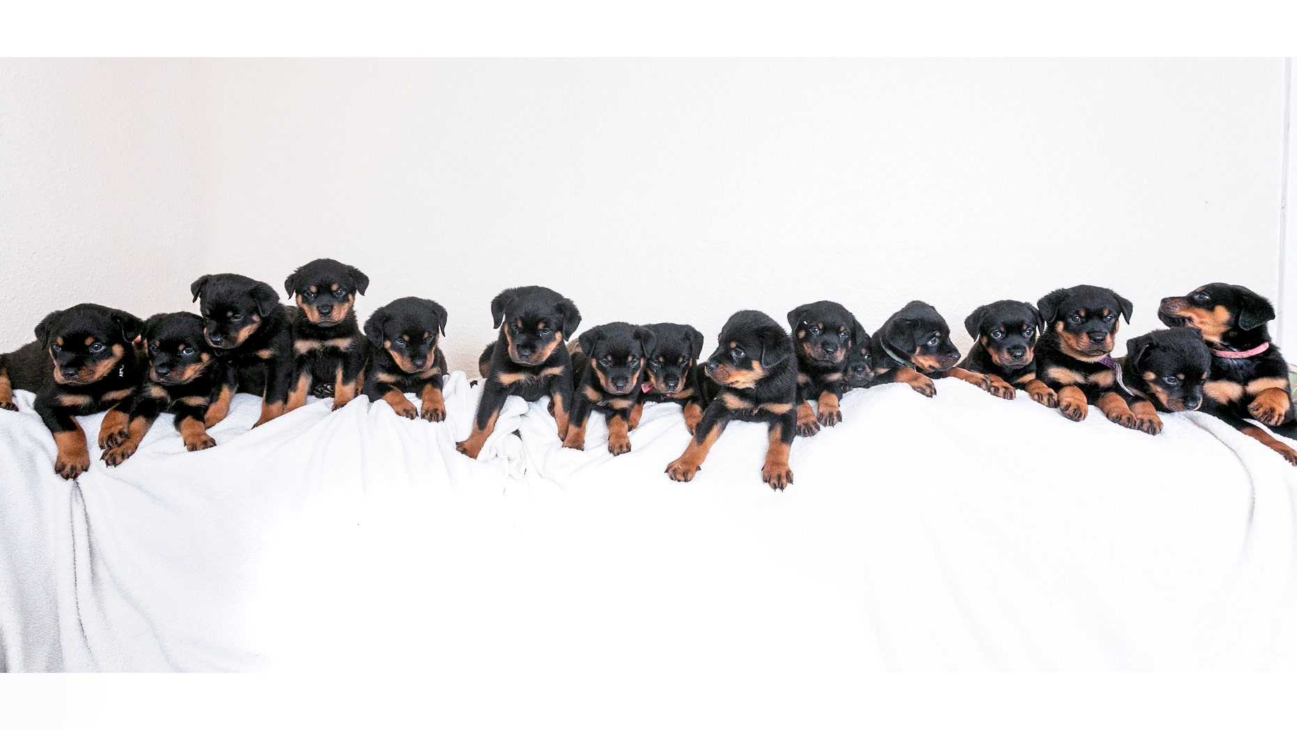 Corporal Mark Marshall's happy litter of sixteen puppy Rottweilers at his home in Preston, Lancashire.