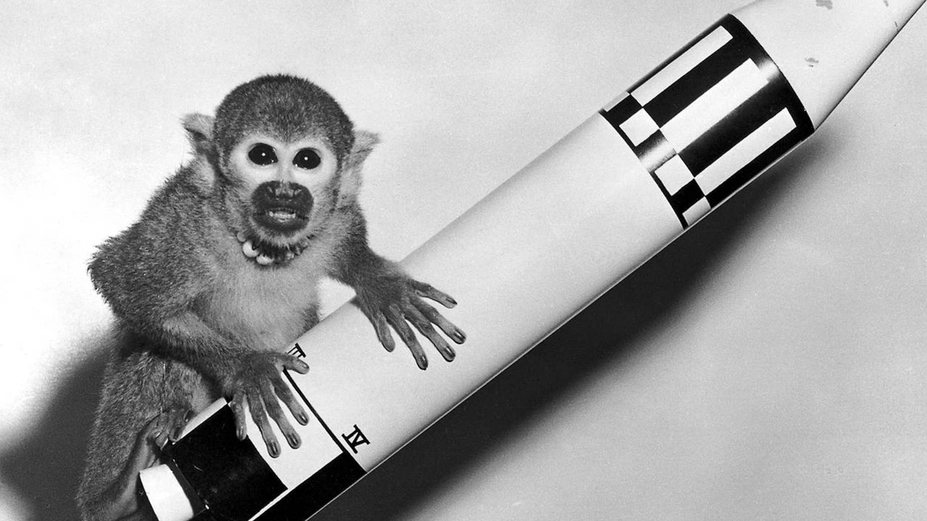 Baker, a female squirrel monkey, was photographed with a model rocket the day after she and Able took a historic suborbital flight.