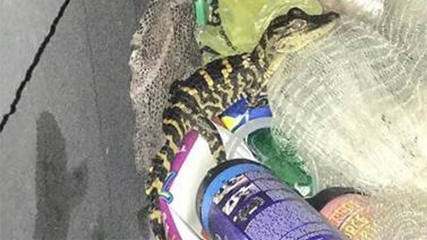 A 25-year-old woman pulled an alligator from her pants during a traffic stop on Monday, investigators said.