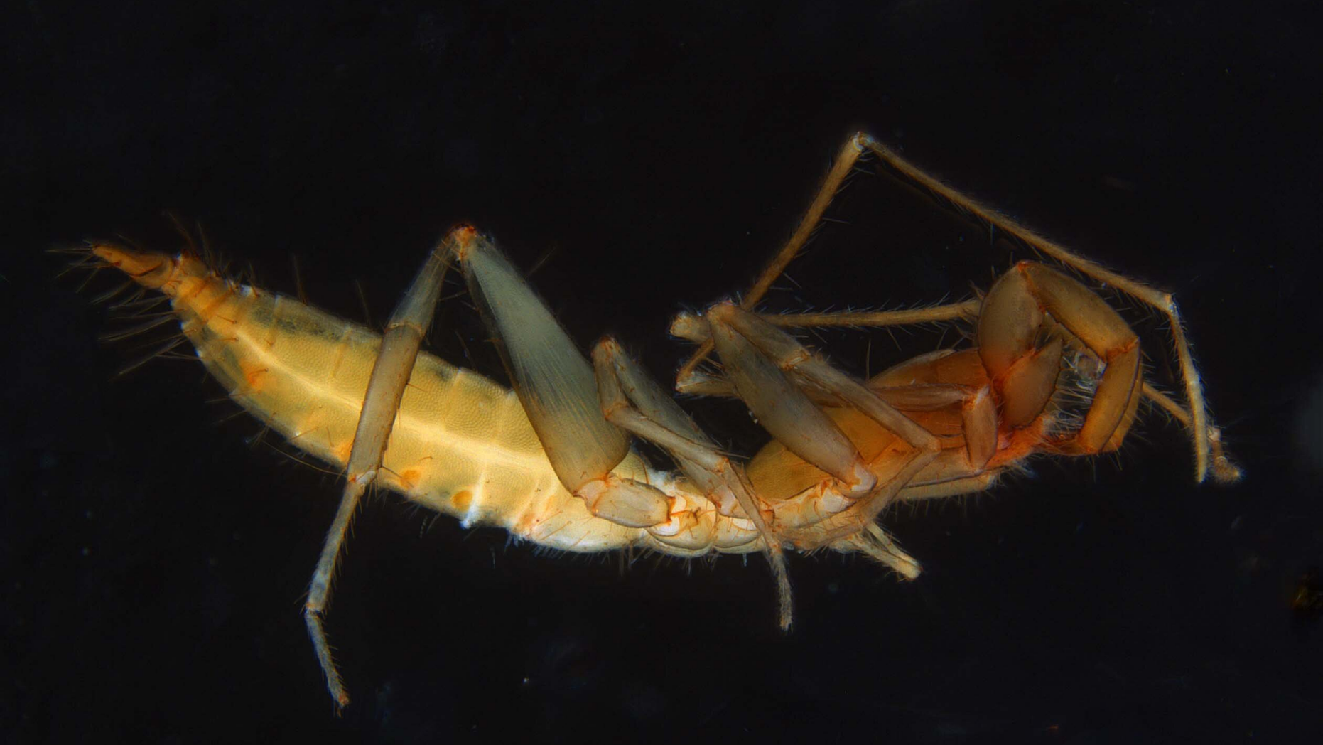 A subterranean schizomid is pictured.