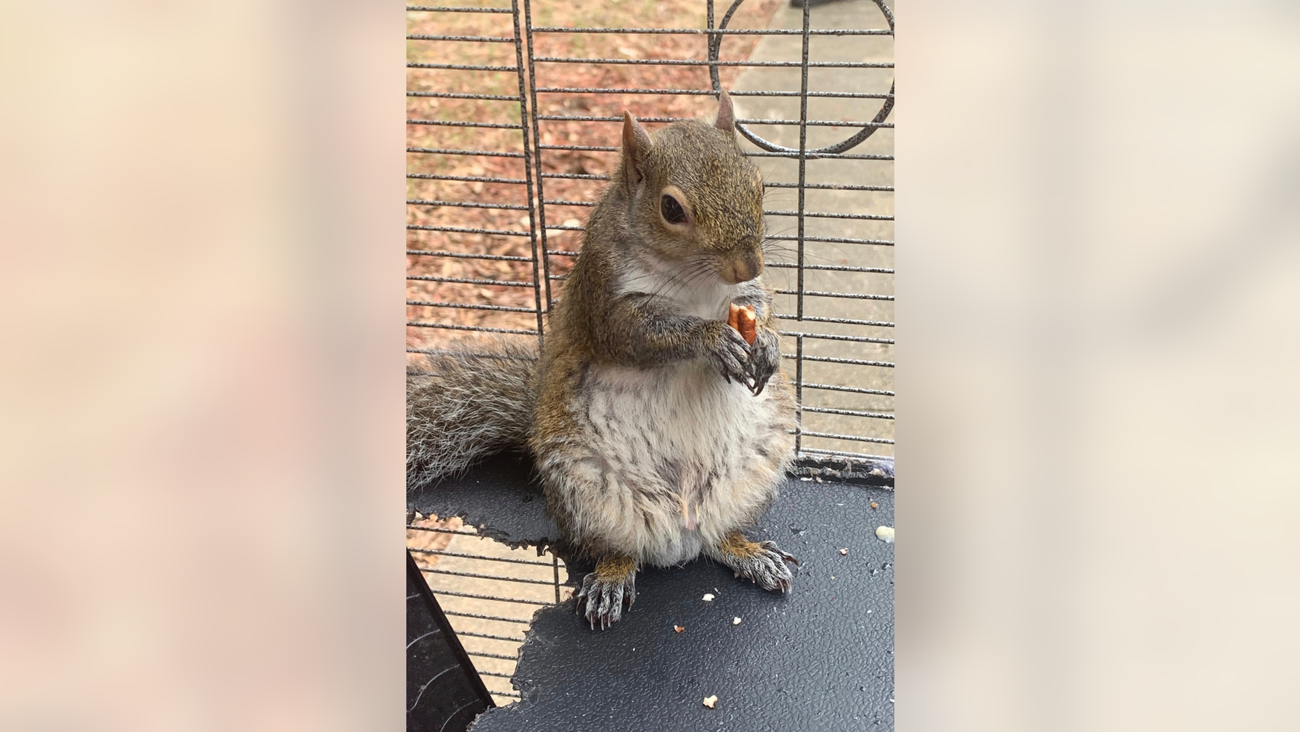 In this June 2019 photo released by the Limestone County Sheriff's Office, a squirrel is shown in a cage, in Ala. Alabama investigators say a man kept the caged 