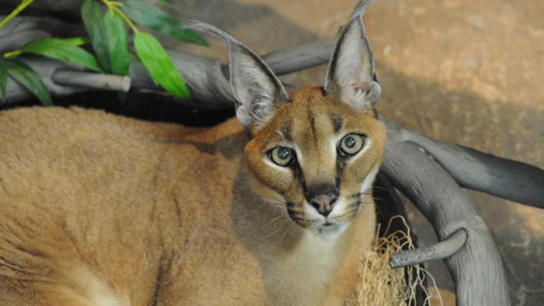 A a caracal is a large exotic cat that is compared to a lynx.