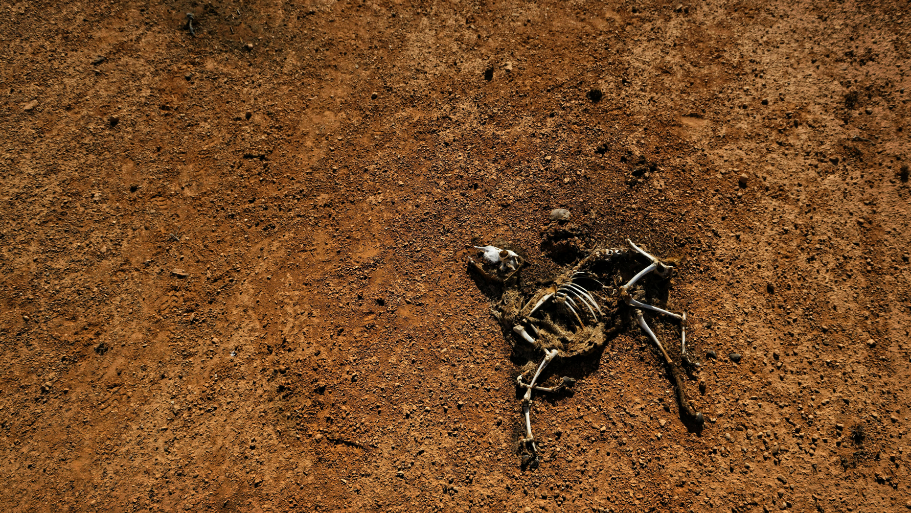 FILE - In this March 8, 2017, file photo, the carcass of a dead goat lies in the desert in a drought-stricken area near Bandar Beyla in Somalia. The United Nations' emergency relief coordinator said Tuesday, June 4, 2019, more than 2 million men, women and children could die of starvation in Somalia by summer's end if international aid is not sent quickly to the drought-stricken African country. (AP Photo/Ben Curtis)