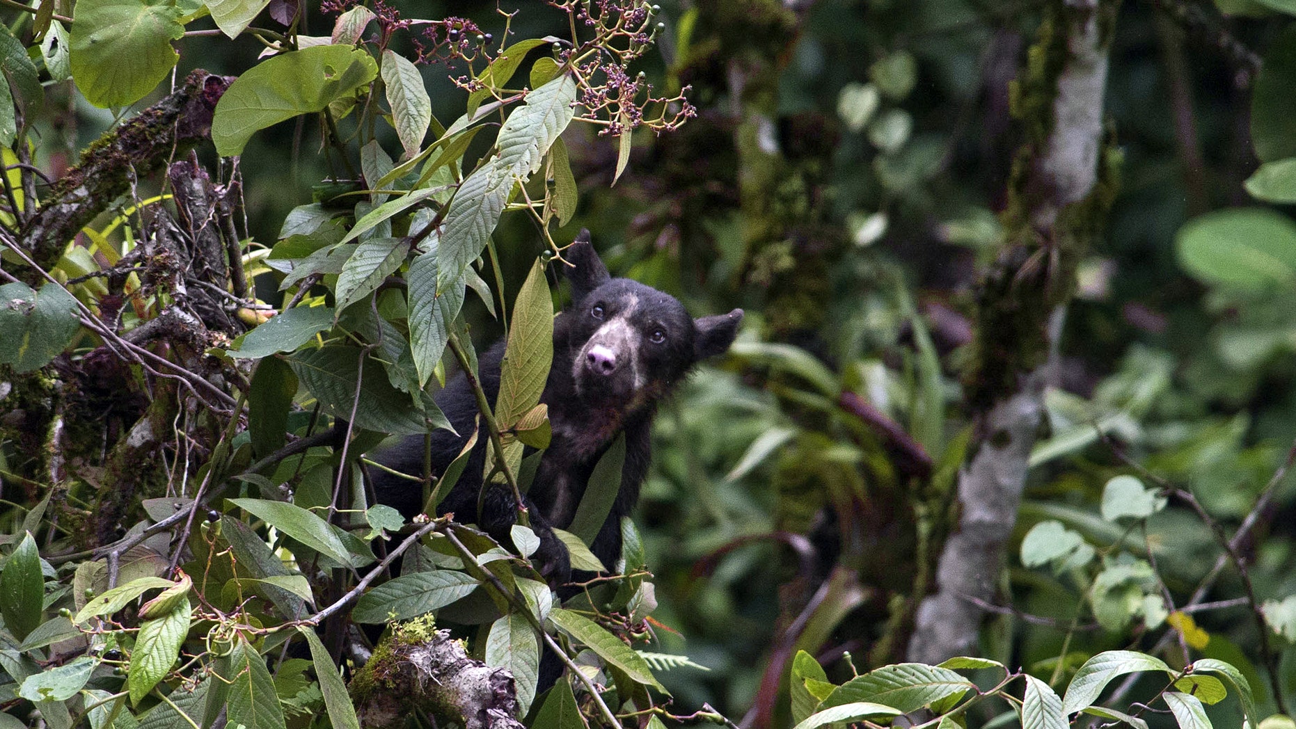File photo - A wild spectacled bear (Tremarctos ornatus) is seen during the Birding Rally Challenge at "Aguas Calientes" near the Machu Picchu sanctuary in Cuzco on December 05, 2012.