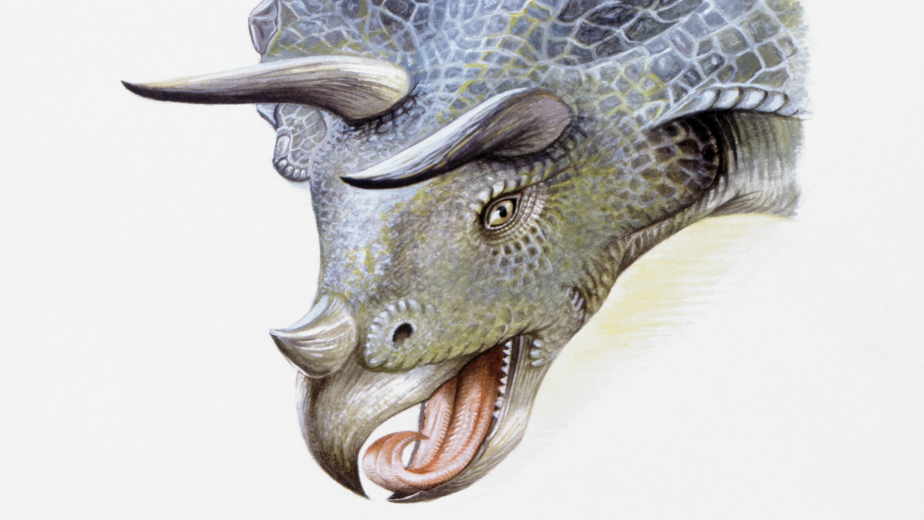 Illustration of Triceratops, close up.