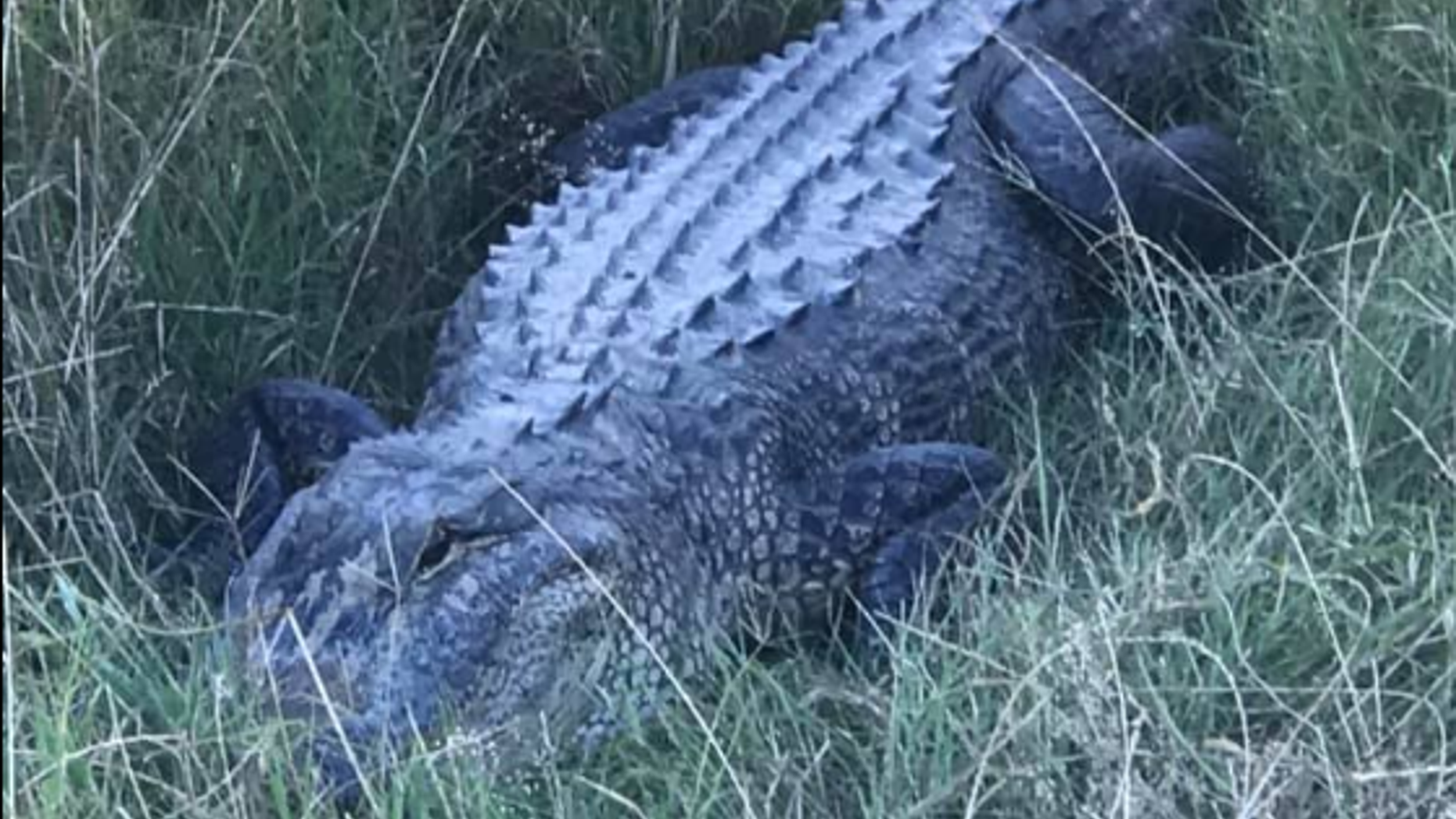 "This 8-footer was spotted tonight in the middle of Hwy. 1 in the hills of north Caddo Parish," the Sheriff's office wrote on Facebook