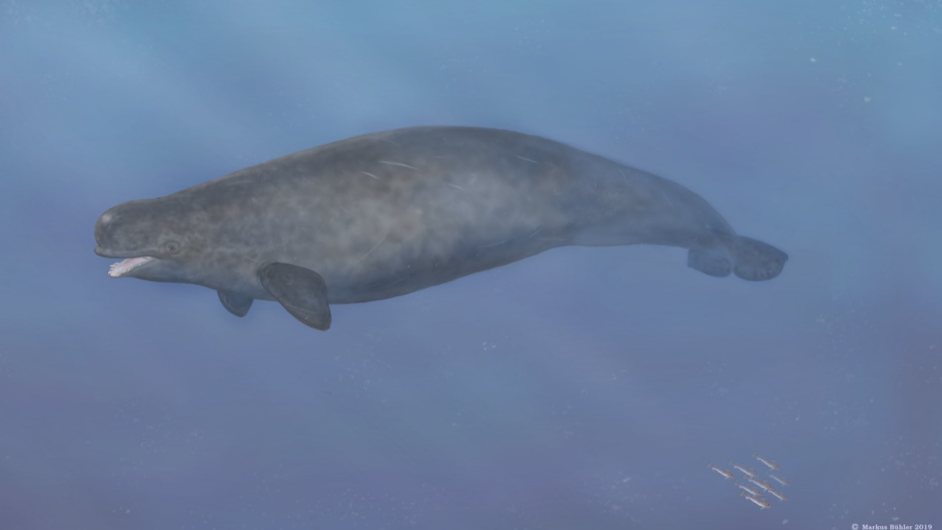 Artist Markus Bühler illustrated the potential hybrid, based on the details relayed by the hunter who killed the animal.