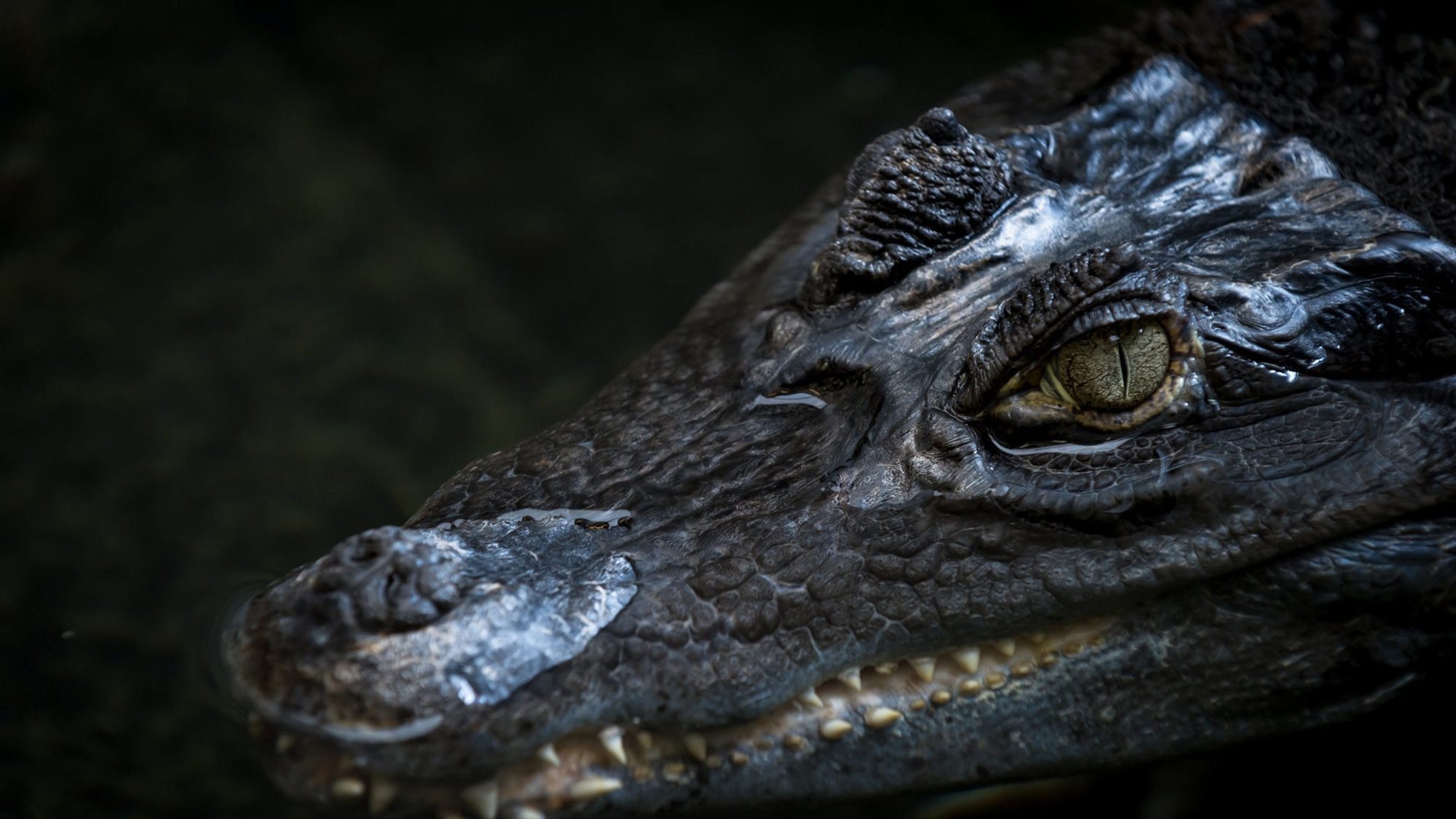 Ancient crocodiles had vegetarian cousins that roamed the planet 200 million years ago, research shows. (Credit: SWNS)