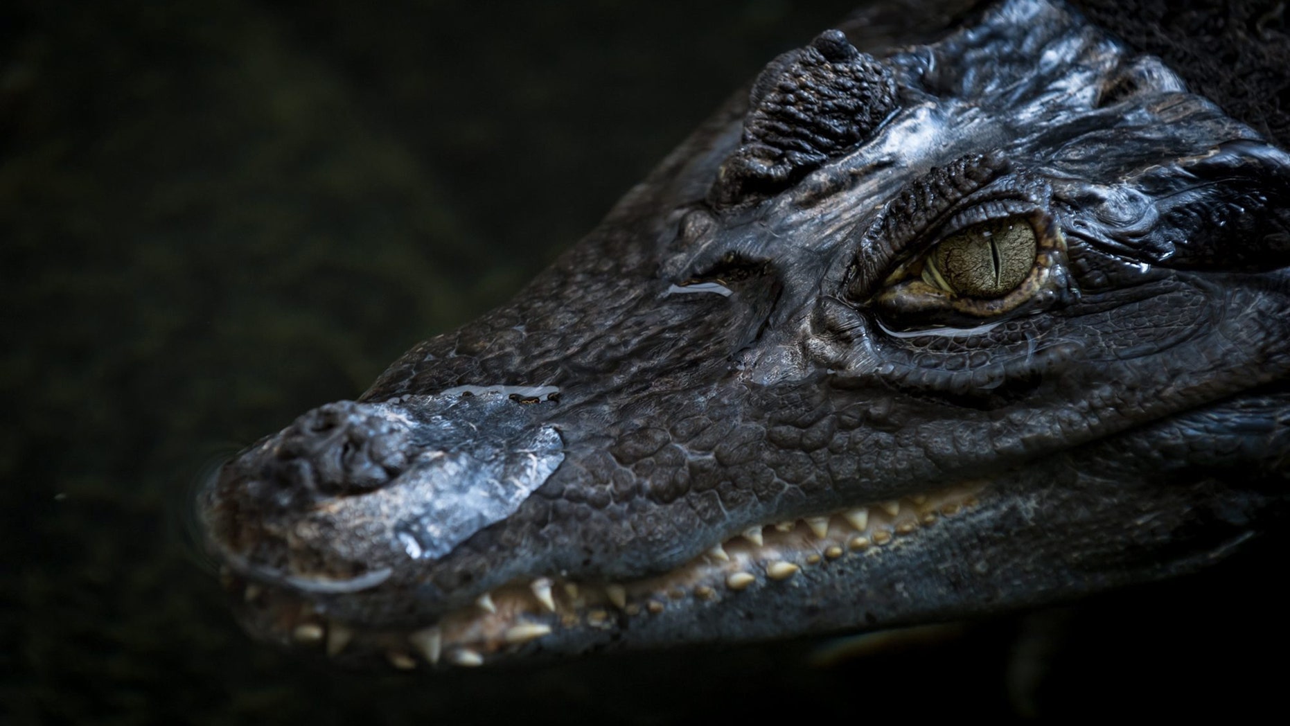 Ancient crocodiles had vegetarian cousins that roamed the planet 200 million years ago, research shows. (Credit: SWNS)