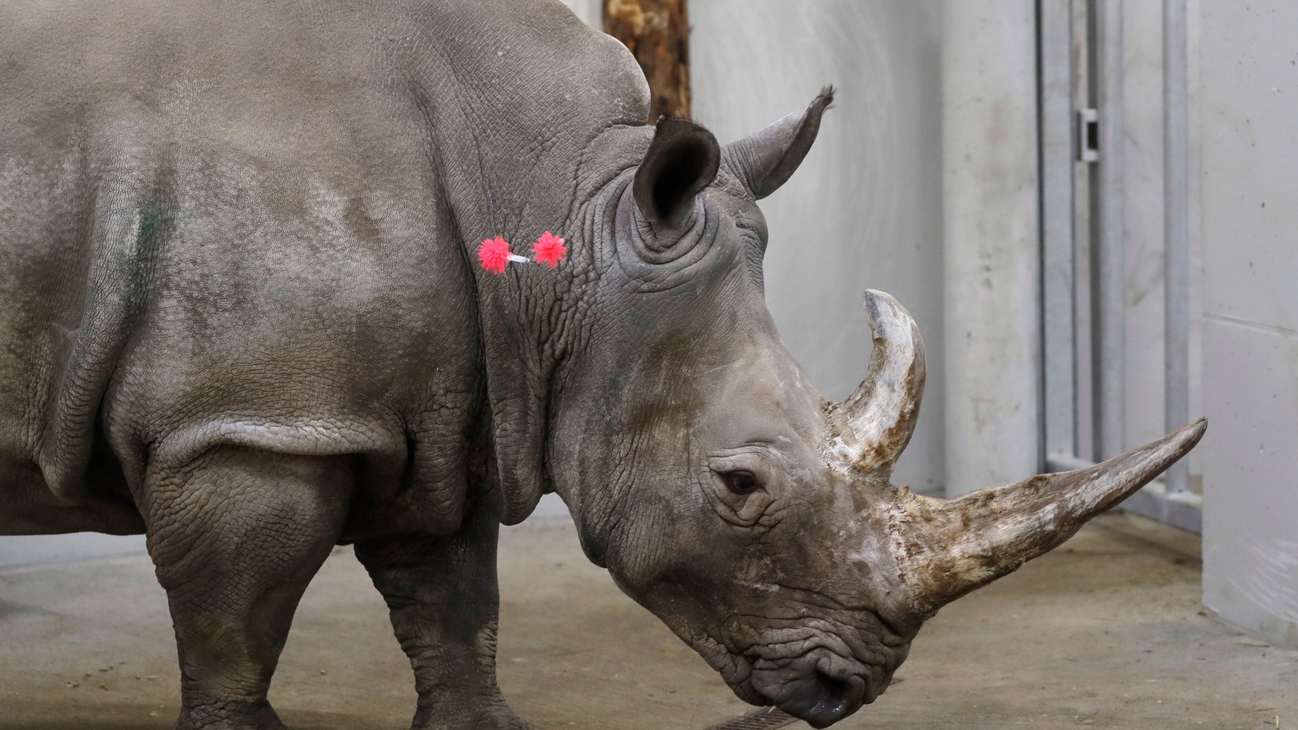 FILE - In this Wednesday, Feb. 13, 2019 file photo, female southern white rhino, 17-year-old Hope, is shot with tranquilizing darts, so a team of experts can harvest her eggs, at a zoo park in Chorzow, Poland. Scientists in Europe said Tuesday June 25, 2019, they have successfully transferred a test tube rhino embryo back into the female whose eggs were fertilized in vitro, as part of an effort to save another nearly extinct sub-species of the giant horned mammal. (AP Photo/Petr David Josek, File)