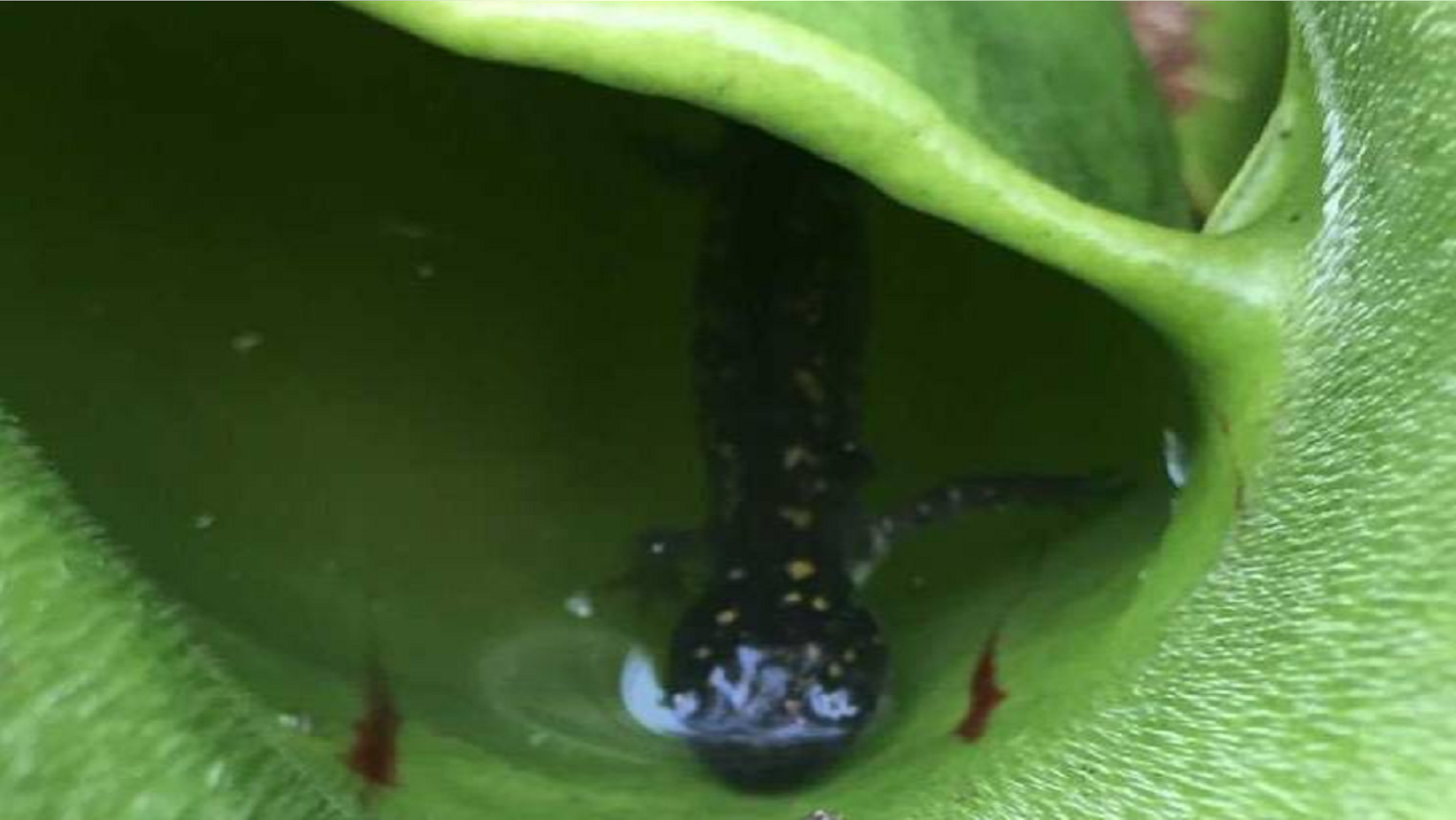 Pitcher plants of the americas