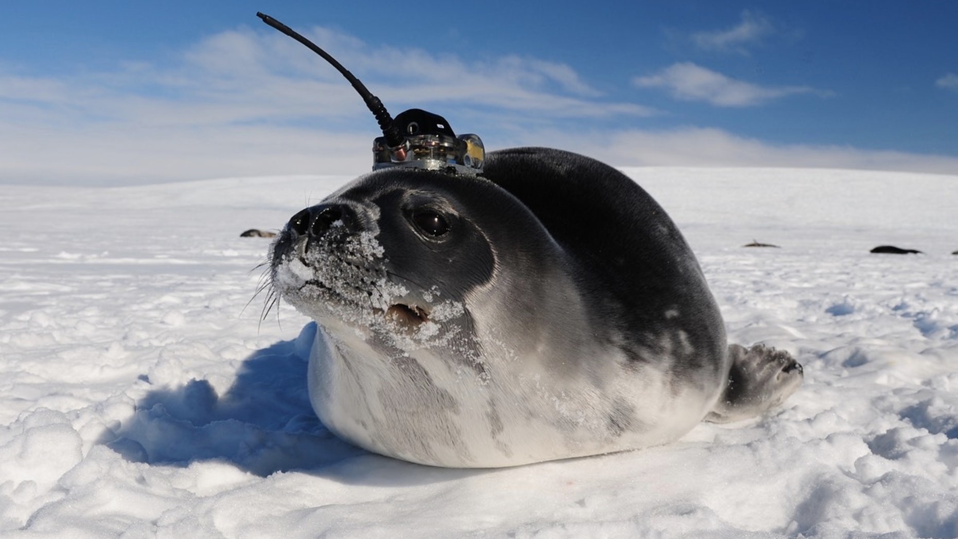 Scientists equipped seals with temporary satellite tags and sent them swimming under the sea ice in Antarctica to collect data on water conditions.