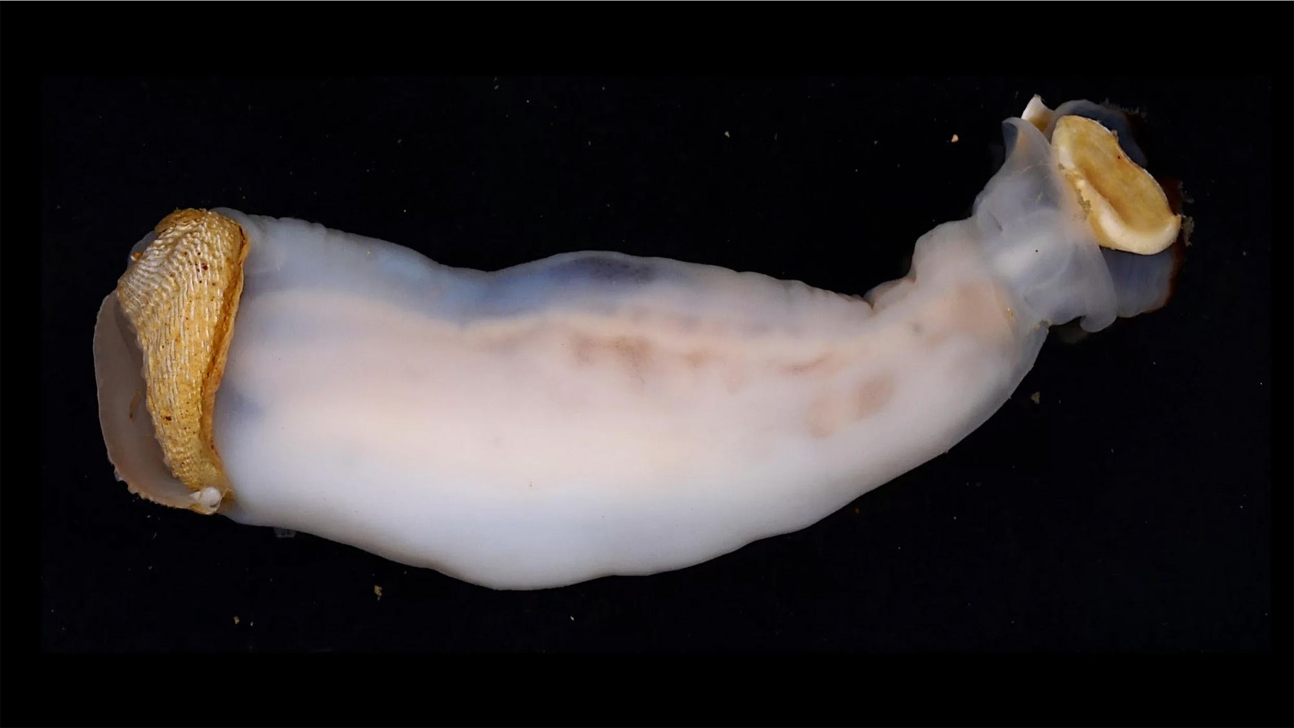 The newly described rock-eating shipworm, known as Lithoredo abatanica. Credit: Reuben Shipway; Marvin Altamia