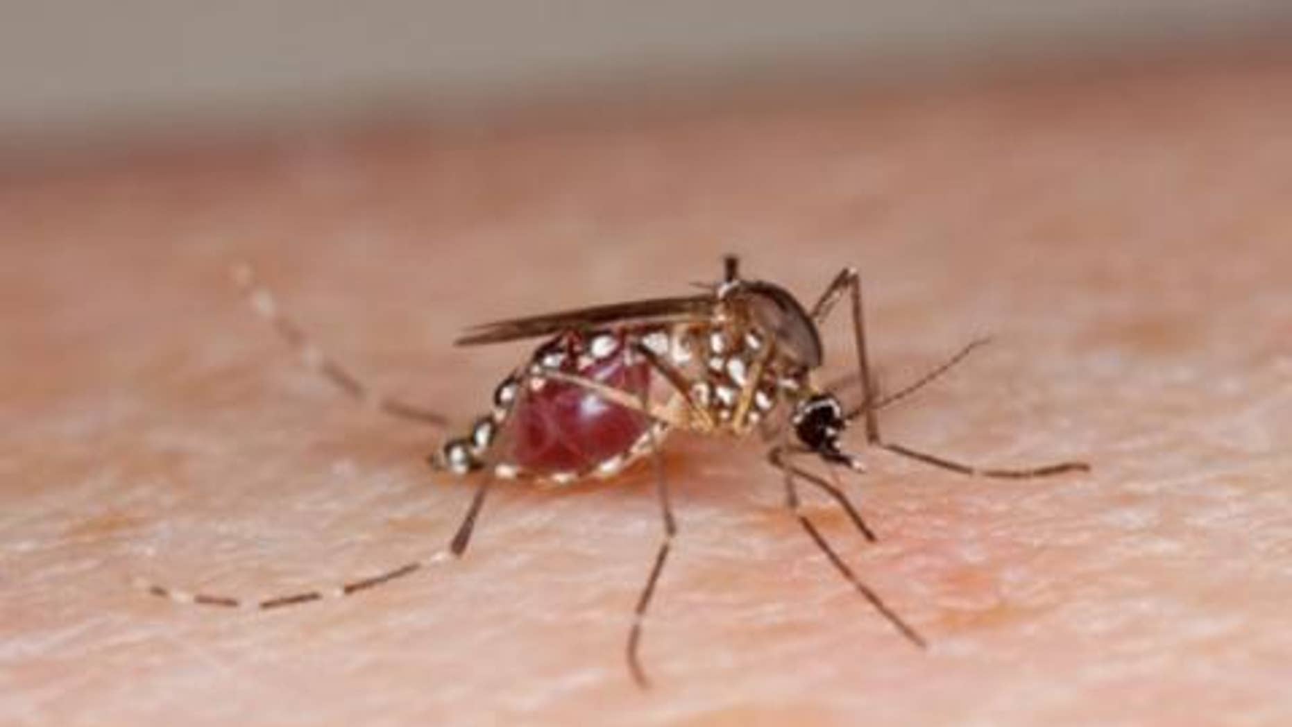 When the female Aedes aegypti mosquito feeds on the blood of humans, it may spread a variety of diseases.
