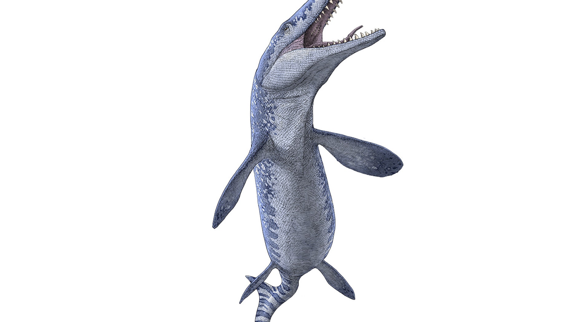 An illustration of <i>Tylosaurus</i>, a mosasaur that lived during the dinosaur age.