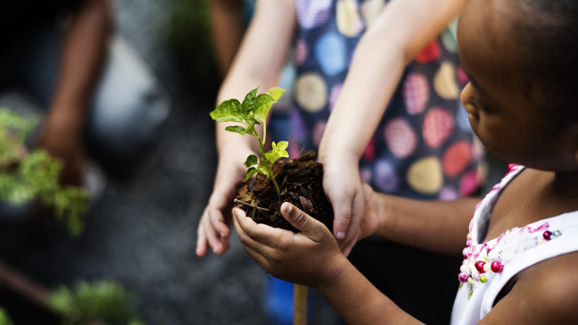 Want To Fight Climate Change? Plant 1 Trillion Trees. | Fox News