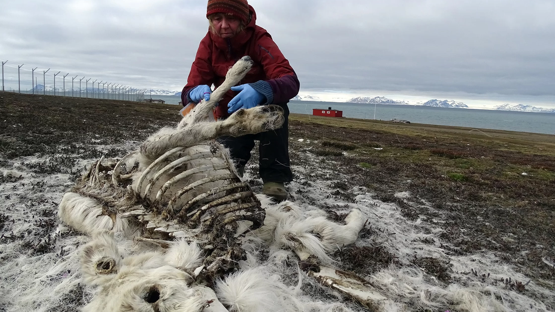 Åshild Ønvik Pedersen, a terrestrial ecologist with the biodiversity unit of the Norwegian Polar Institute, found this reindeer near the Svalbard Airport, Longyear in the summer of 2017. (Credit: Elin Vinje Jenssen/Norsk Polarinstitutt)