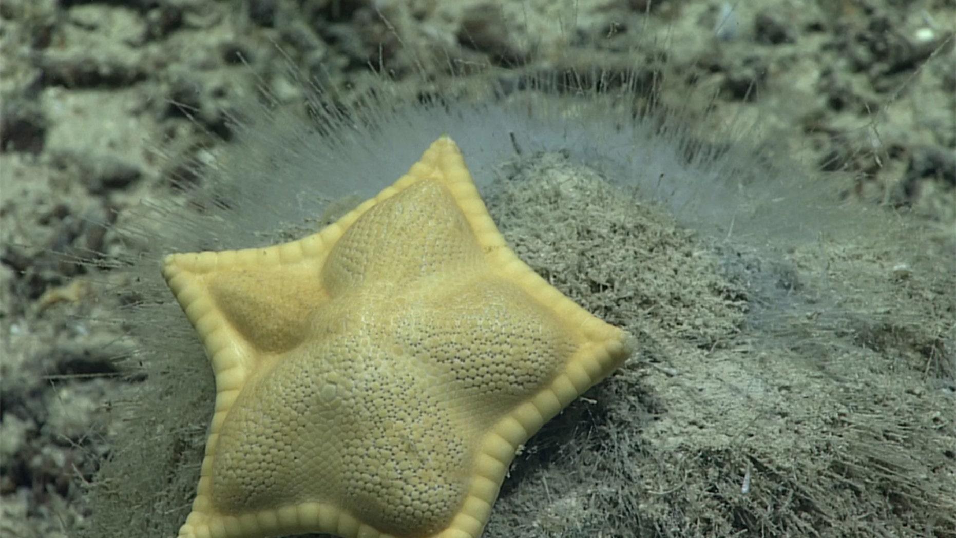 Gặp ngôi sao ravioli. Tín dụng: Văn phòng Nghiên cứu và Khám phá Đại dương của NOAA, Windows to the Deep 2019.