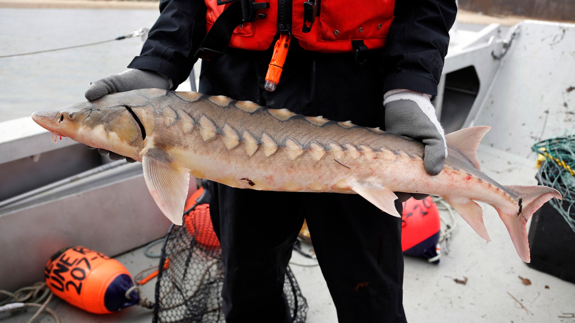 In this Thursday, April 25, 2019 photo, a researcher holds an endangered shortnose sturgeon caught in a net in the Saco River in Biddeford, Maine. The fish was measured and tagged before being released by students at the University of New England. Sturgeon were America’s vanishing dinosaurs, armor-plated beasts that crowded the nation’s rivers until mankind’s craving for caviar pushed them to the edge of extinction. (AP Photo/Robert F. Bukaty)