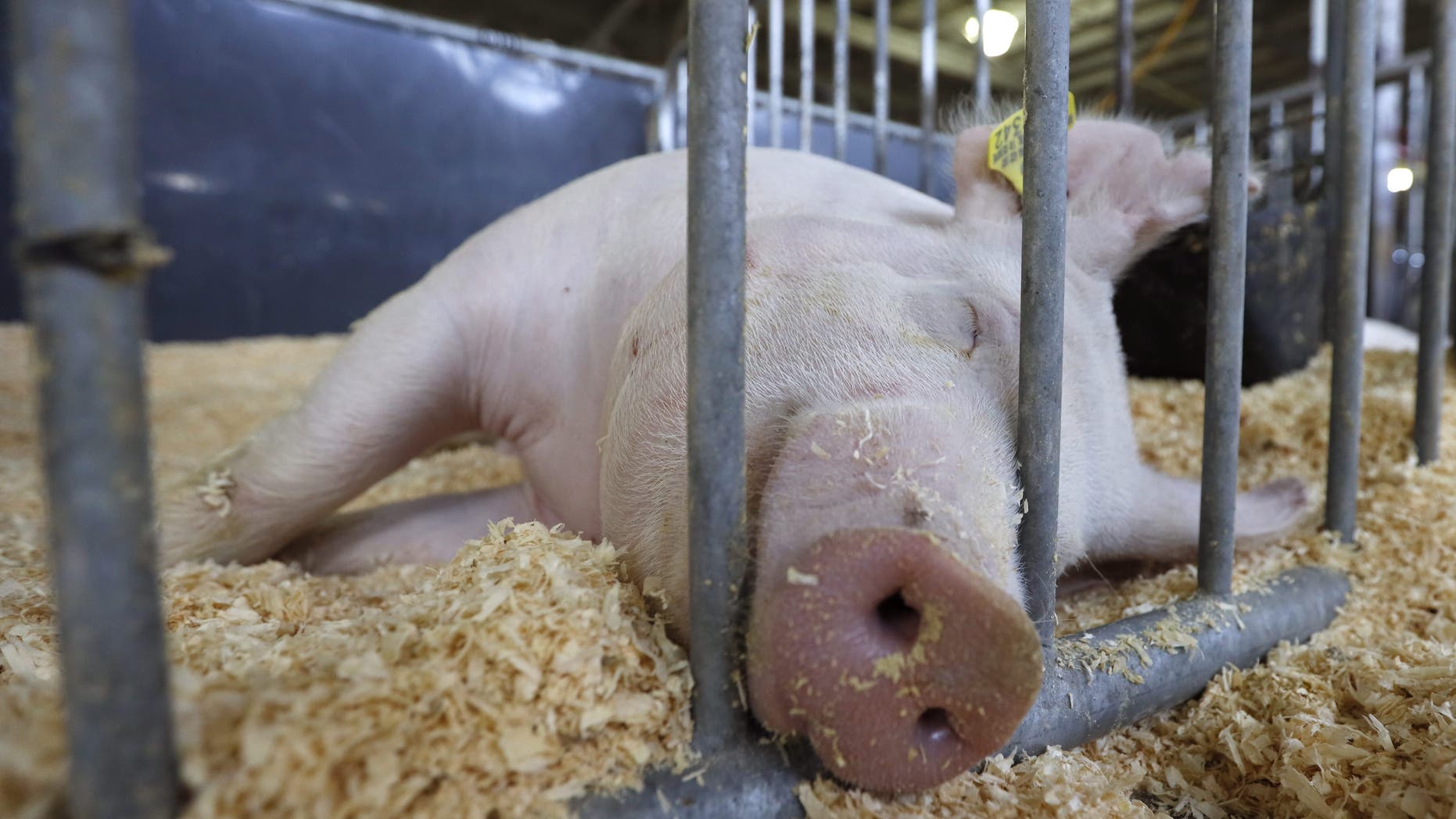 A hog sleeps in its pen before judging at the Iowa State Fair swine barn, Thursday, Aug. 8, 2019, in Des Moines, Iowa. (AP Photo/Charlie Neibergall)