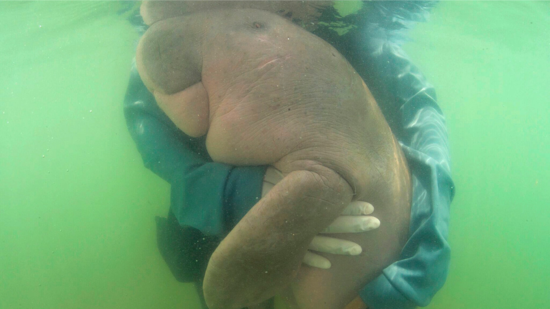 An official of the Department of Marine and Coastal Resources, hugs in May "Mariam," a baby dugong lost from her mom in southern Thailand. The 8-month-old dugong nurtured by marine experts after it was found has died with plast in her stomach.(Sirachai Arunrugstichai via AP.)