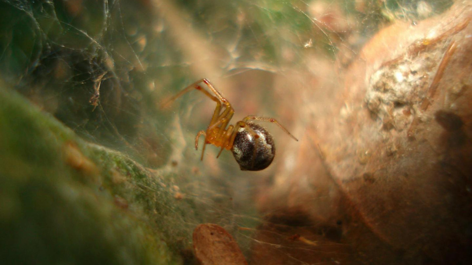 The spider, known as Anelosimus studiosus, which lives along the Gulf and Atlantic coasts of the United States and Mexico. (Credit: Thomas Jones)