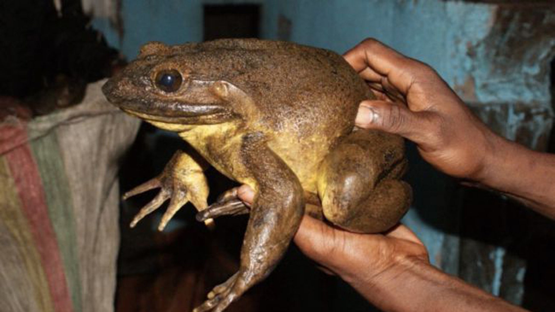 World's largest frogs can move rocks half their weight 2