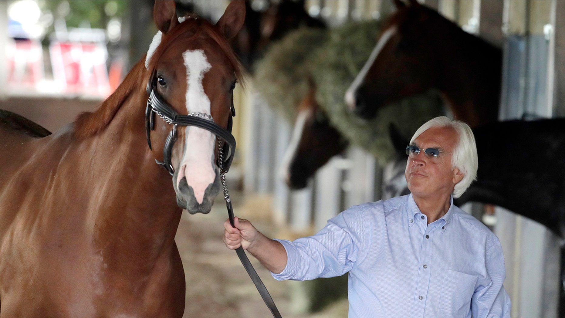 FILE - In this June 6, 2018, file photo, trainer Bob Baffert walks Justify around the barn after arriving at Belmont Park in Elmont, N.Y. Attorney W. Craig Robertson, a lawyer for Baffert said Thursday, Sept. 12, 2019, that the Hall of Fame trainer did not intentionally give 2018 Triple Crown winning horse Justify a banned substance that caused a positive test prior to the Kentucky Derby. Robertson contends the substance came from contaminated food. (AP Photo/Julio Cortez, File)