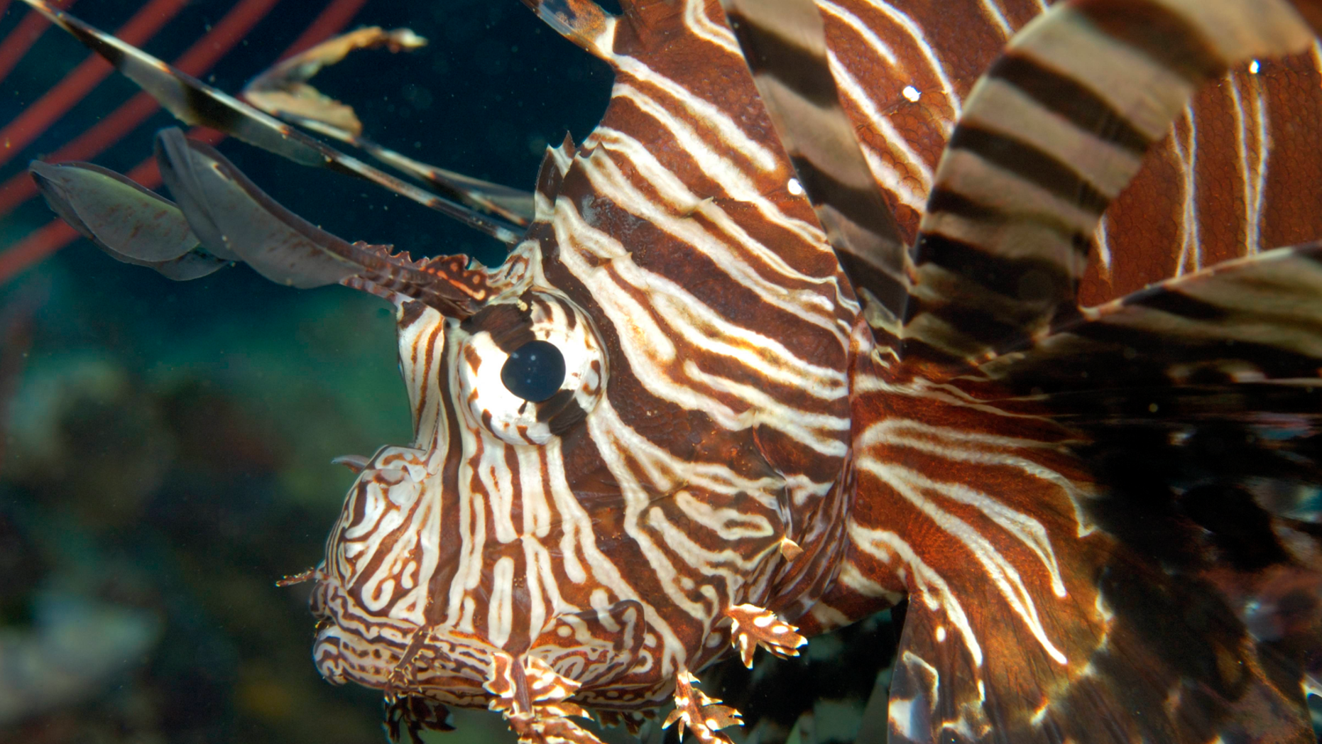 Red firefish (Pterois volitans), or lionfish, New Britain Island, Papua New Guinea. Solomon Sea. - file photo.
