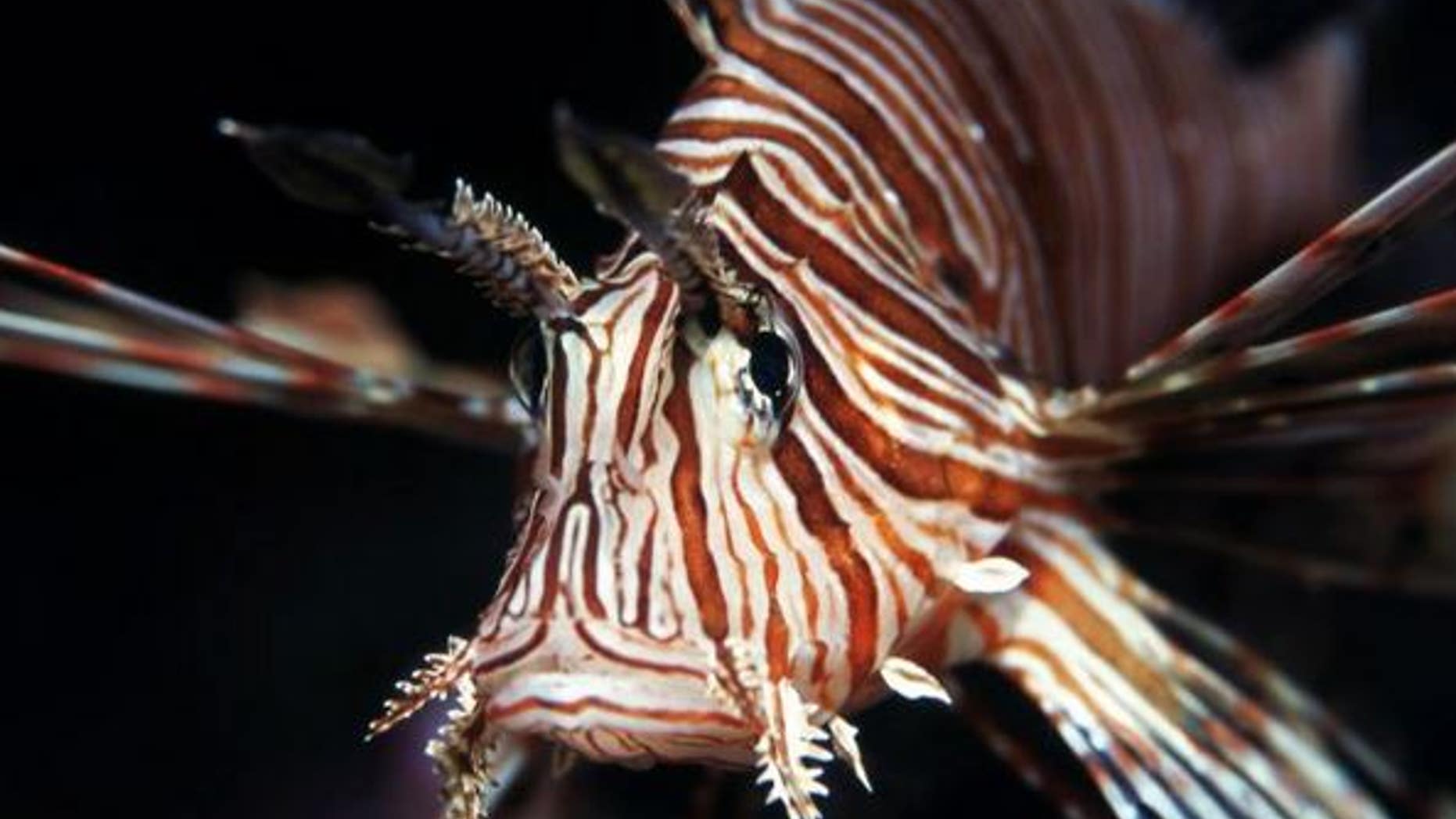 Lionfish are voracious eaters and can expand their stomachs 30 times their original volume to accommodate that appetite.