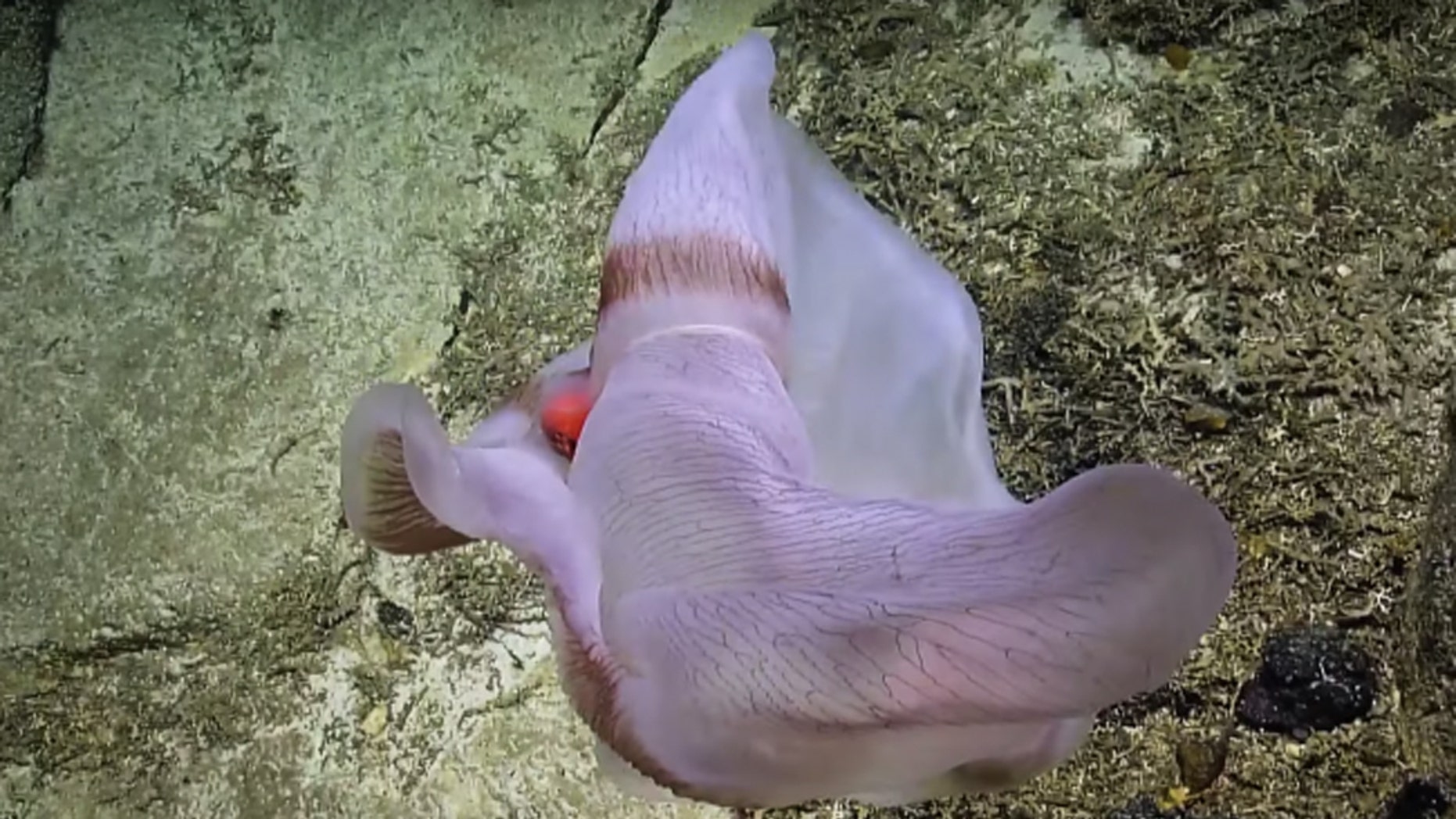 Image result for Rare Deep-Sea Jellyfish Caught Shape-Shifting On Camera