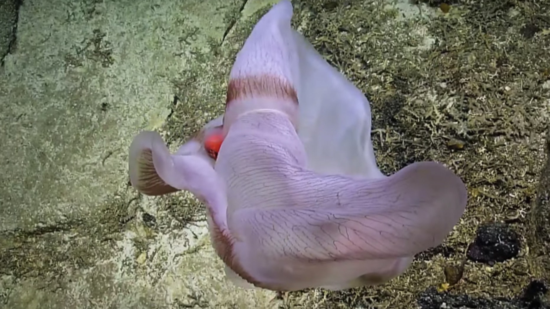 This armless, shapeshifting sack is a jelly called Deepstaria. (Credit: Nautilus (nautiluslive.org))