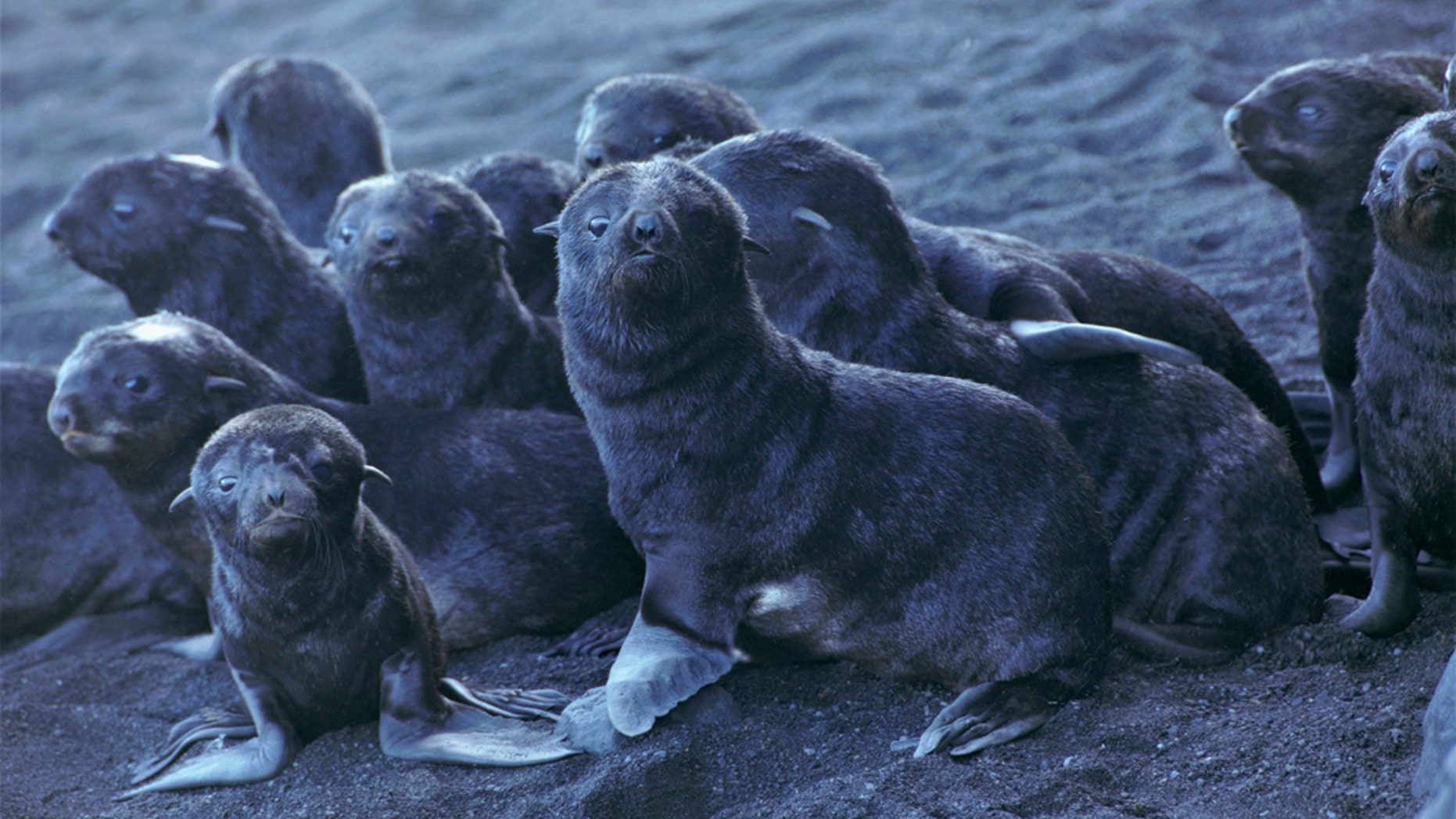 This August 2019 photo released by the National Oceanic and Atmospheric Administration Fisheries (NOAA) shows northern fur seal pups standing on a beach on Bogoslof Island, Alaska. Alaska's northern fur seals are thriving on an island that's the tip of an active undersea volcano. Numbers of fur seals continue to grow on tiny Bogoslof Island despite hot mud, steam and sulfurous gases spitting from vents on the volcano. (Maggie Mooney-Seus/NOAA Fisheries via AP)