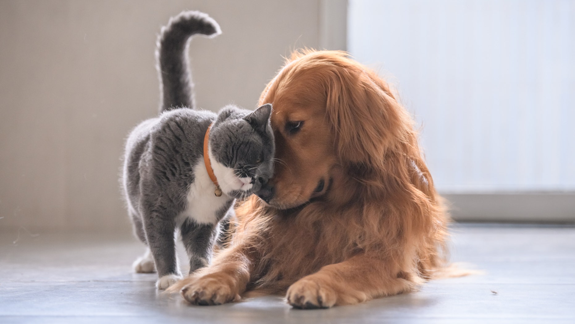 A cute moment was captured between a dog and a kitten, which has gone viral.