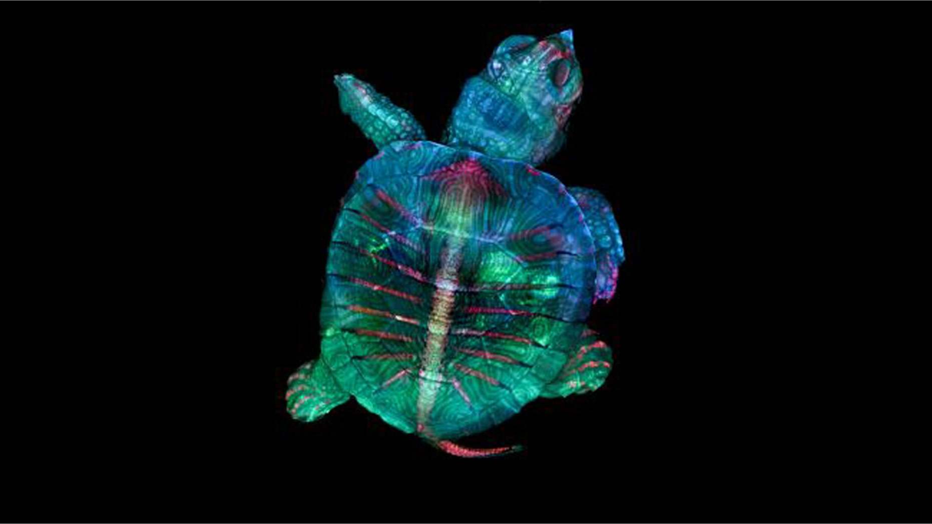 First place went to this colorful, fluorescent image of a tiny turtle embryo. (Credit: Teresa Zgoda and Teresa Kugler/Courtesy of Nikon Small World)