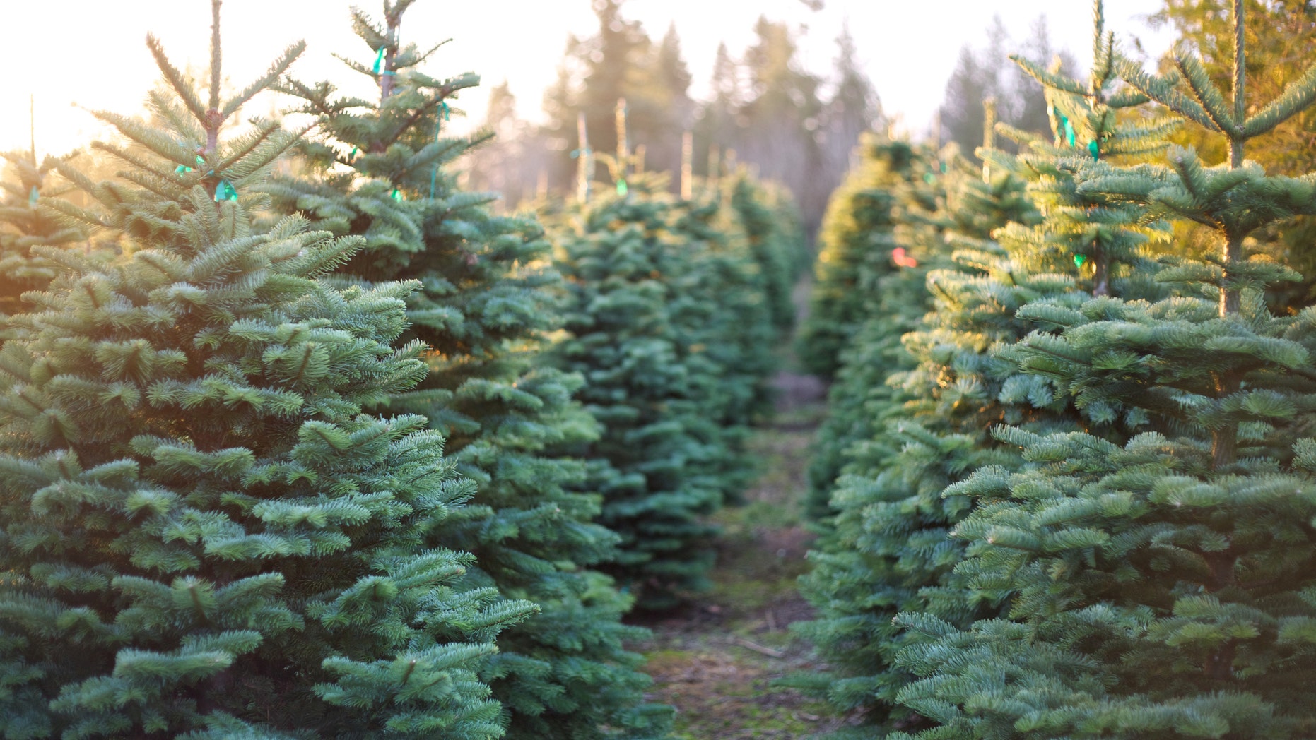 Check the height of the tree before you bring it into the house to make sure it’ll fit under the ceiling.